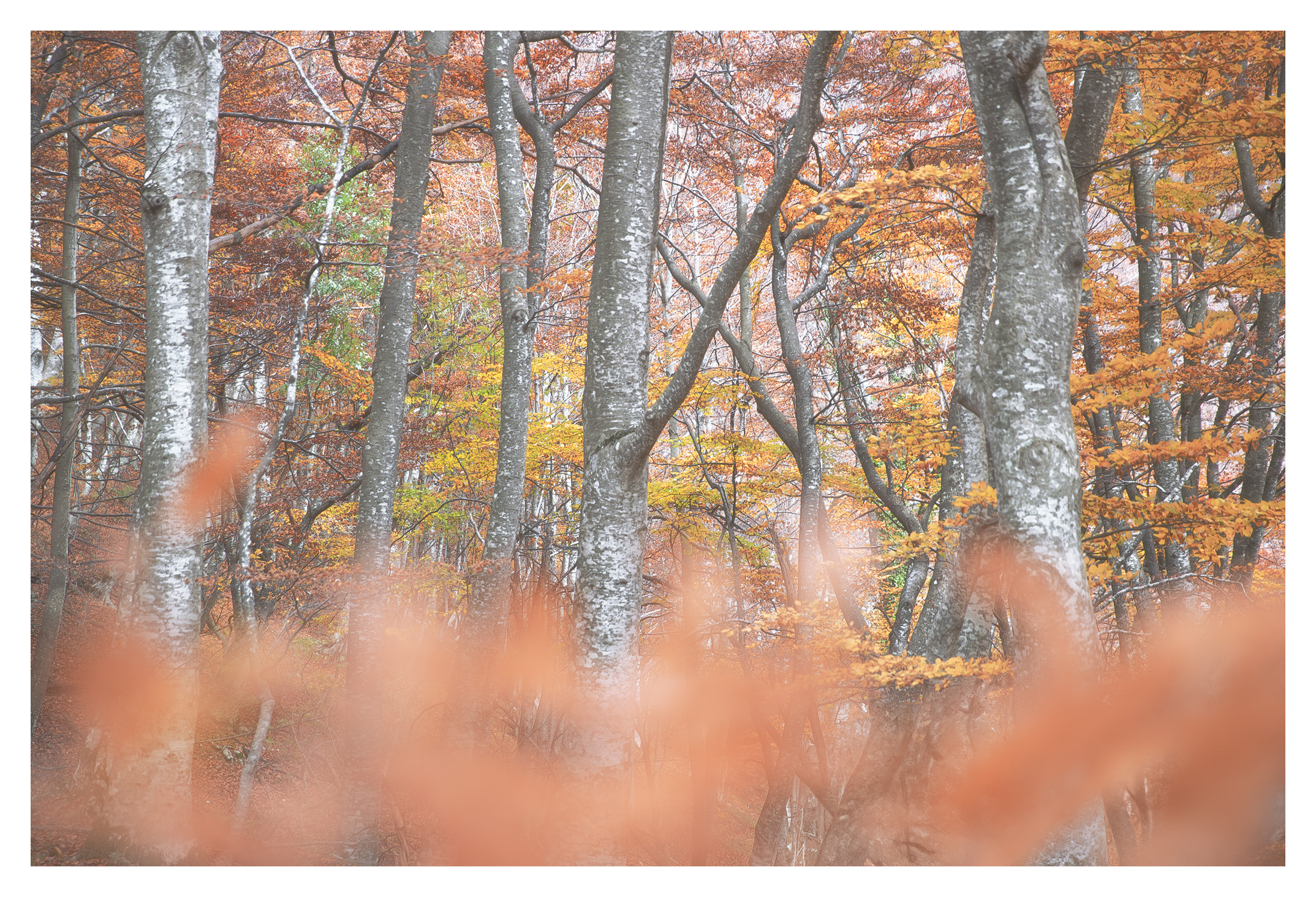 Confusion of colors.