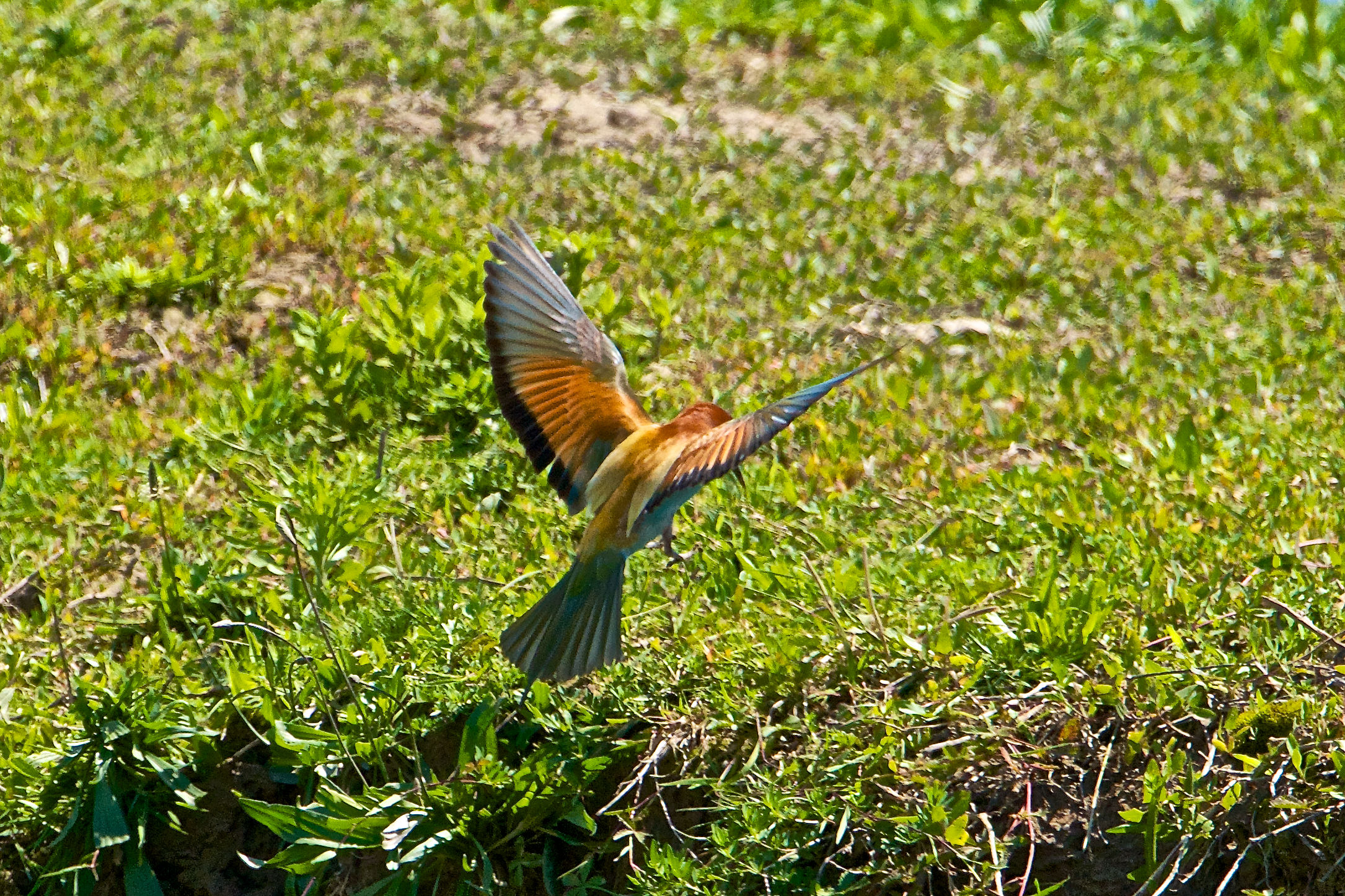 2013 Isola della Cona, bee-eaters