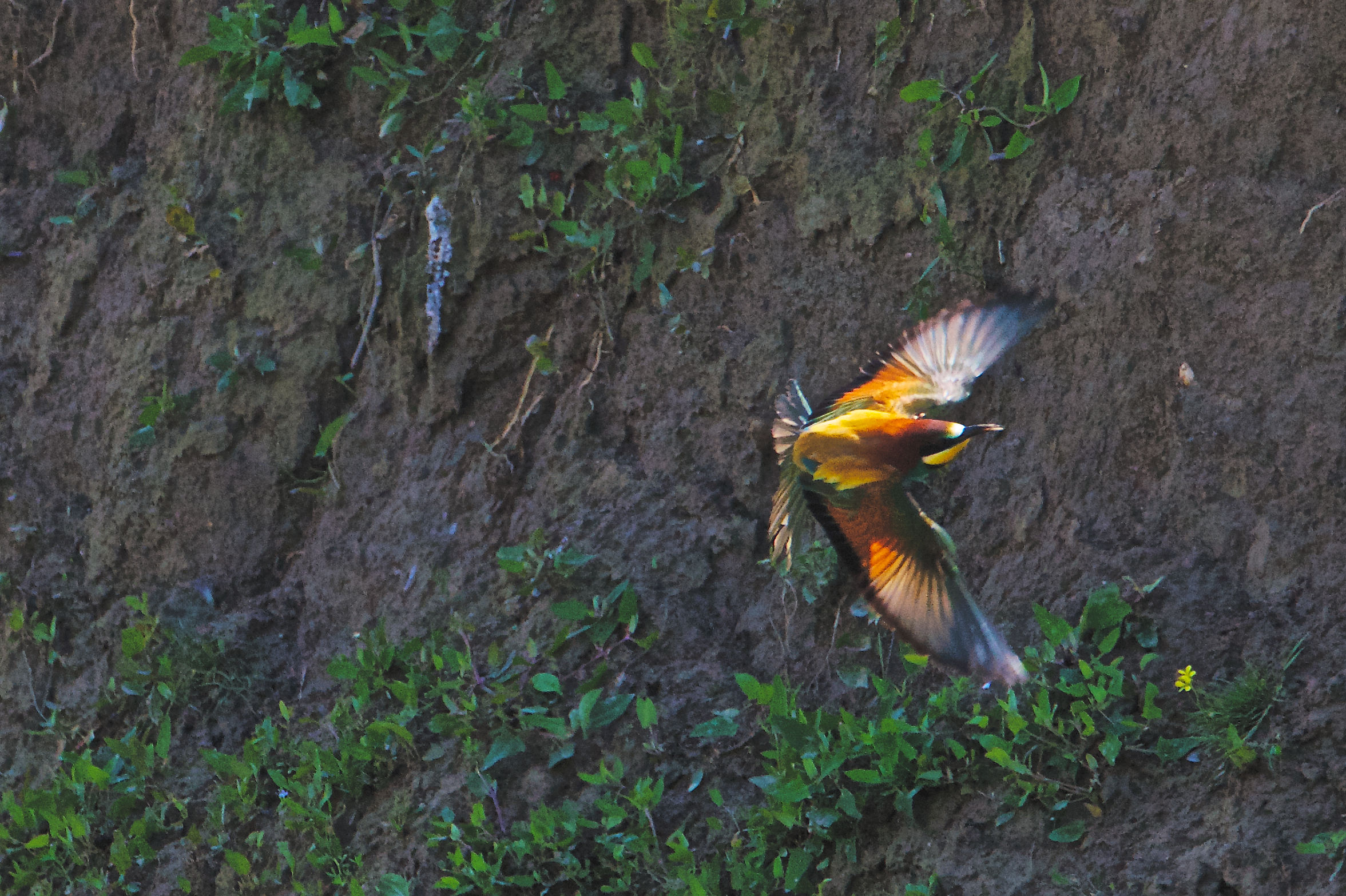 2013 Isola della Cona, bee-eaters