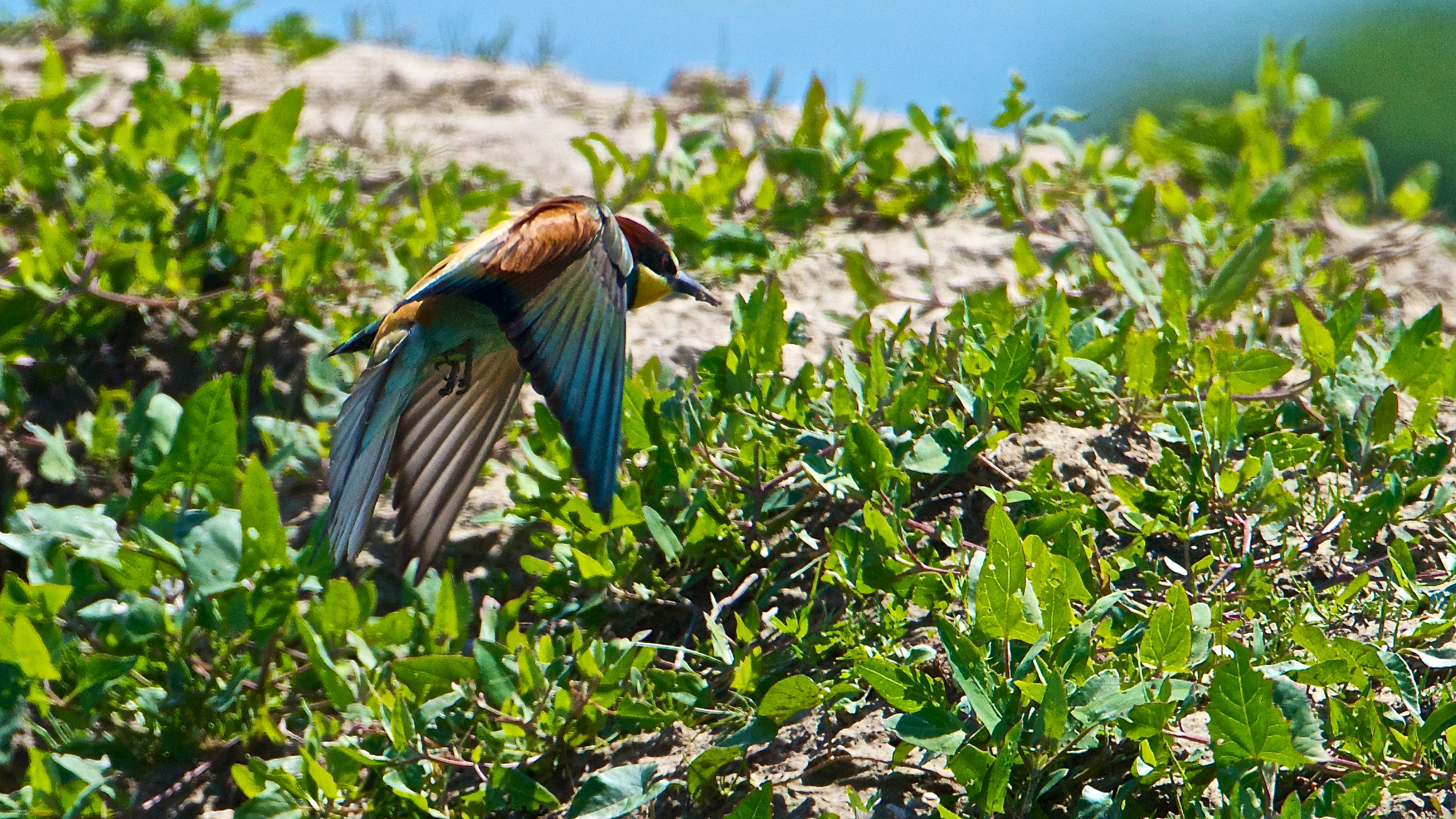2013 Isola della Cona, bee-eaters