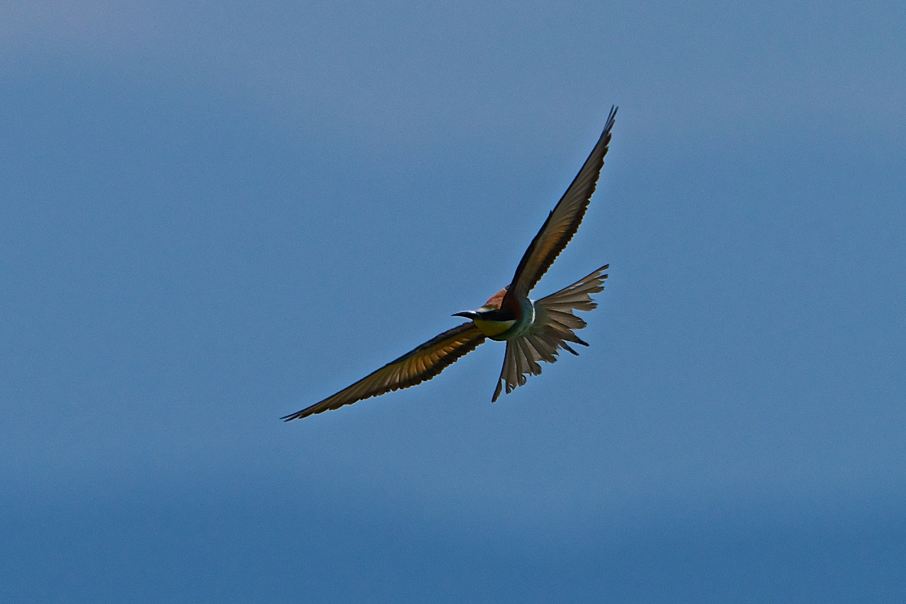 2013 Isola della Cona, bee-eaters