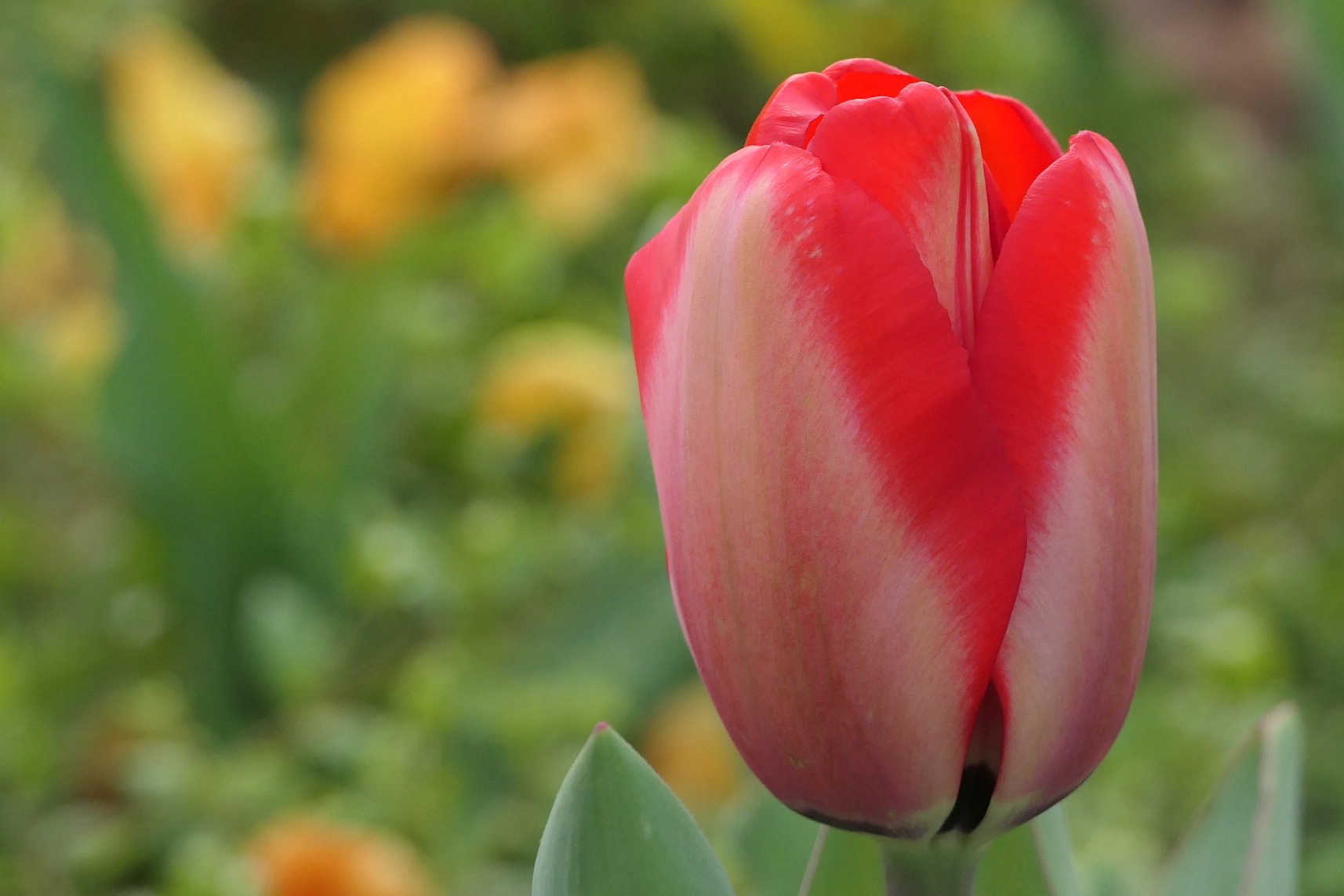 Tulip