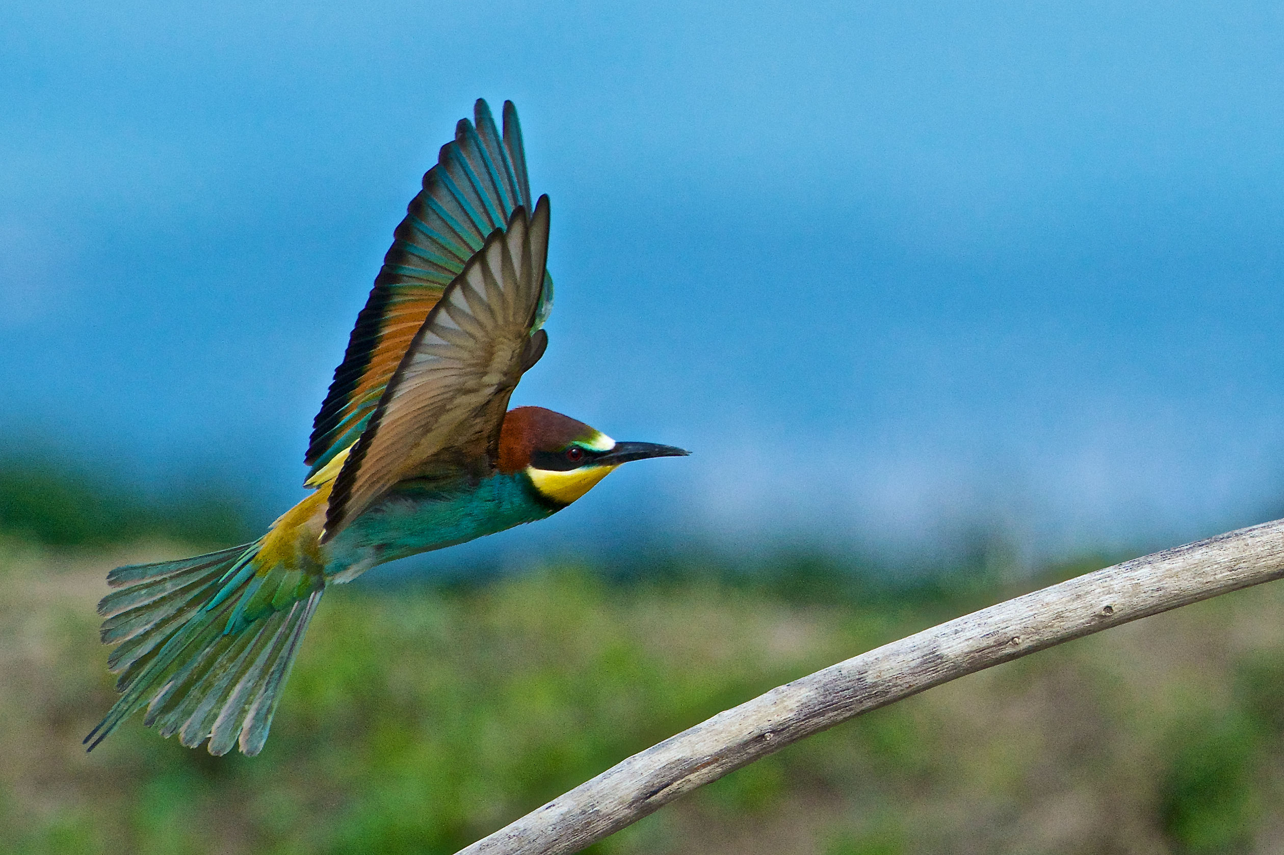 2013 Isola della Cona, bee-eaters