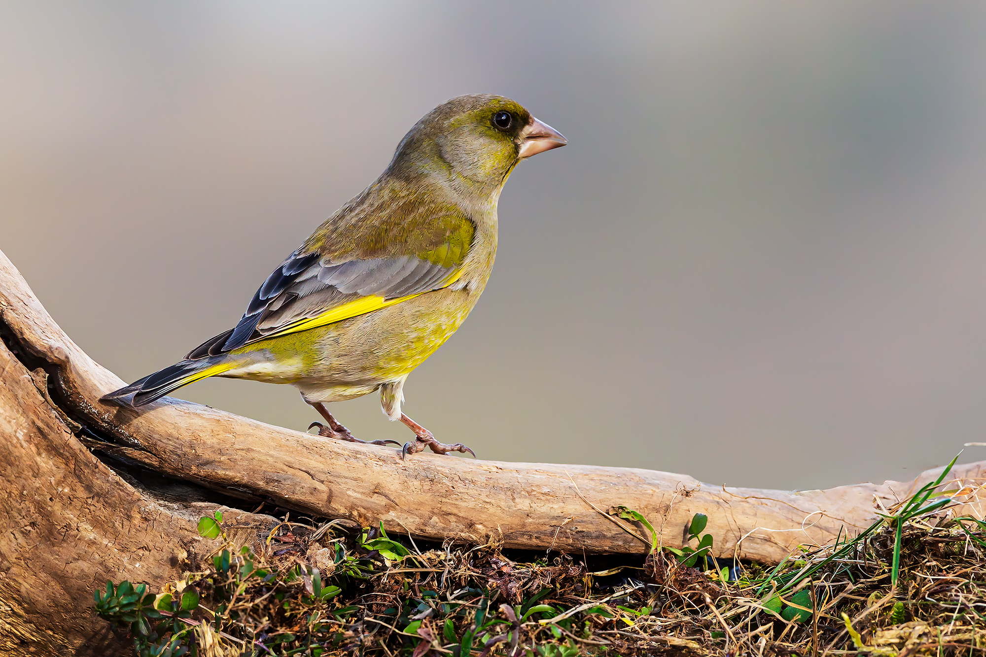 Greenfinch