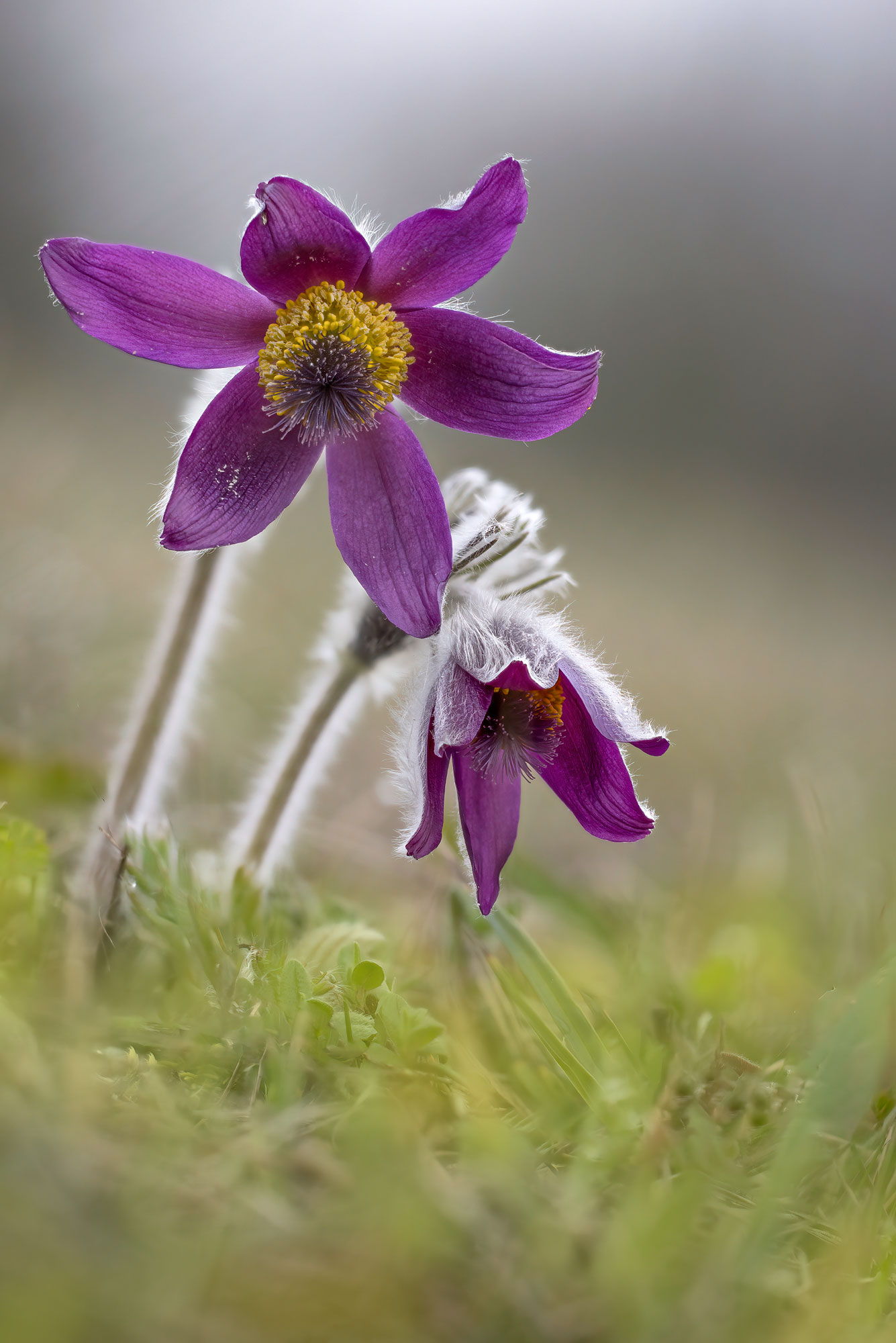 Pulsatilla