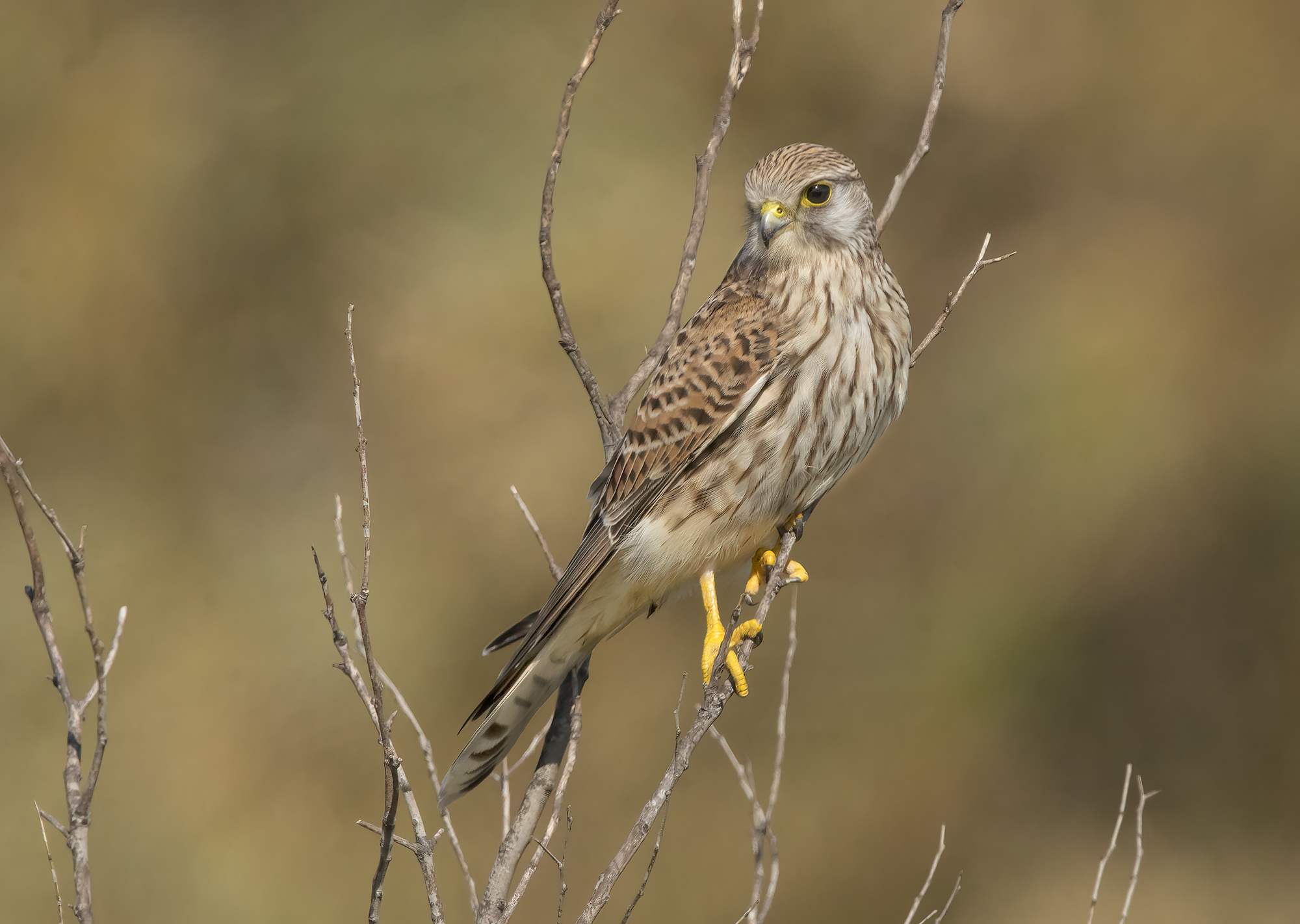 Kestrel