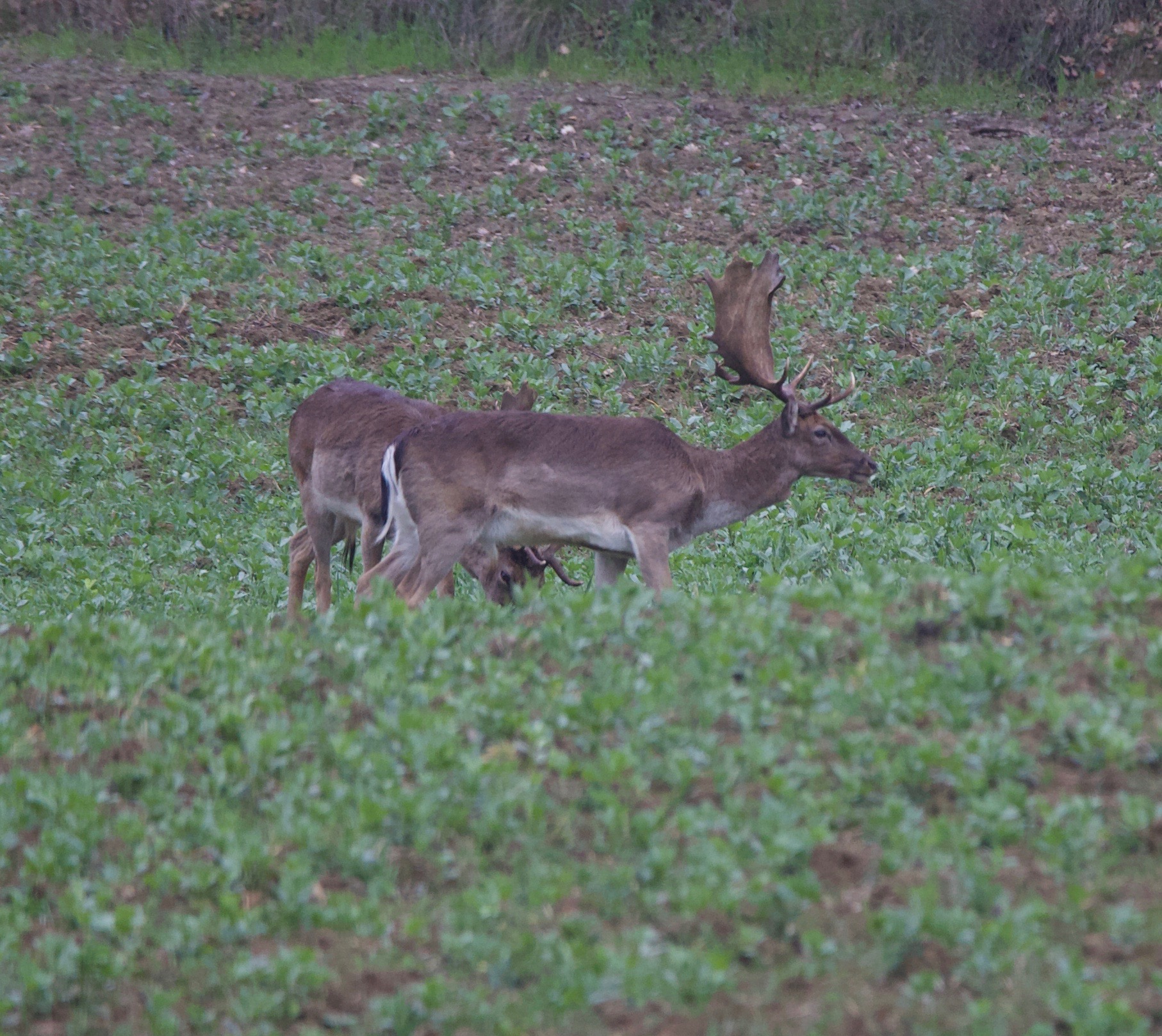Grazing fallow deer