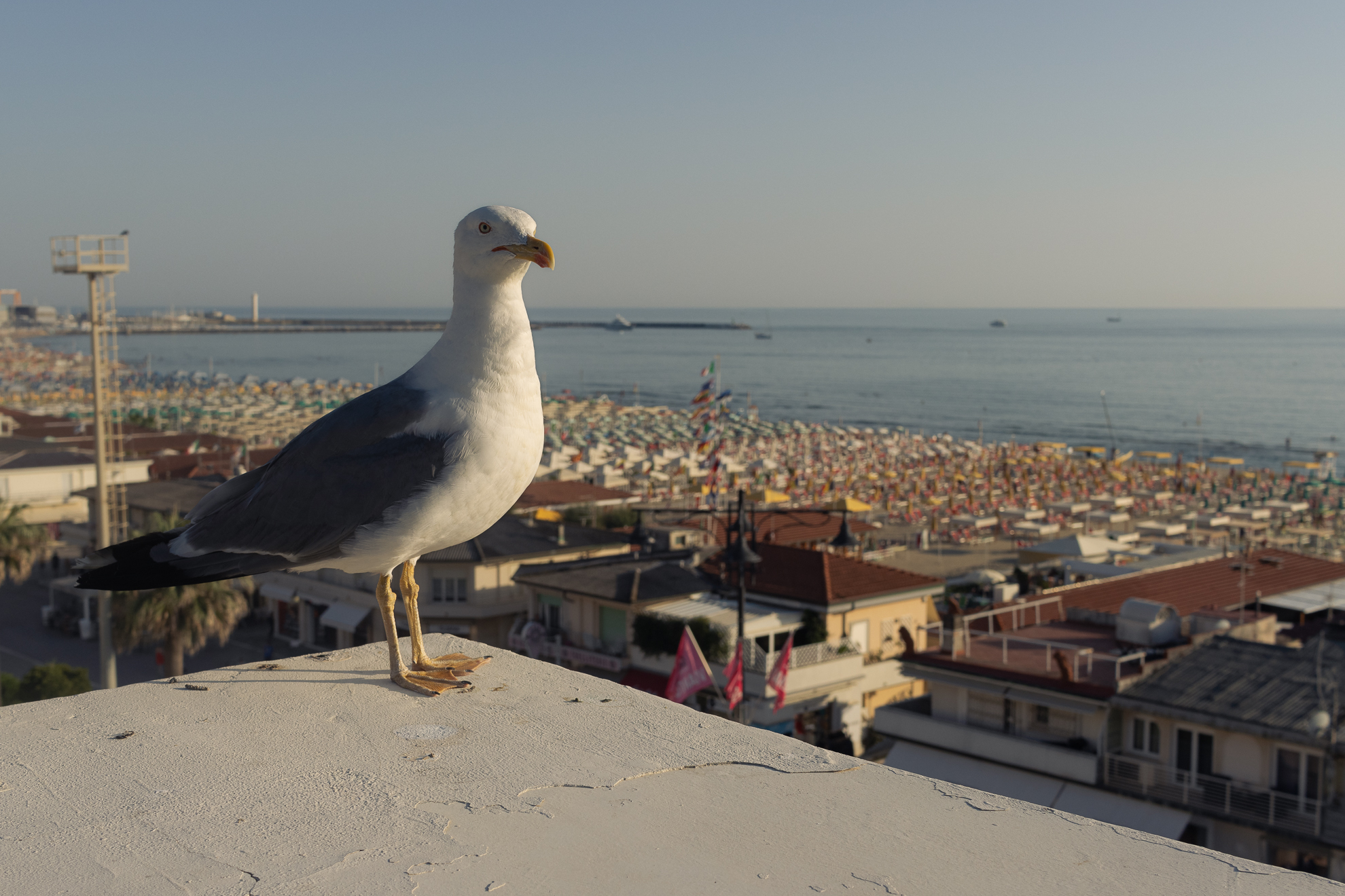 Il guardiano di Viareggio 1