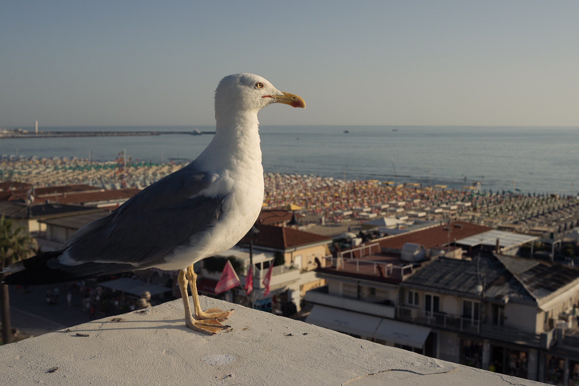 Il guardiano di Viareggio 2