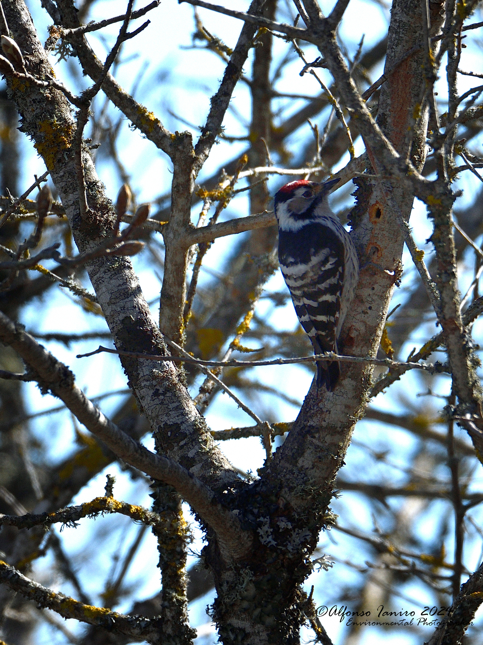Picchio rosso minore (Dendrocopos minor)