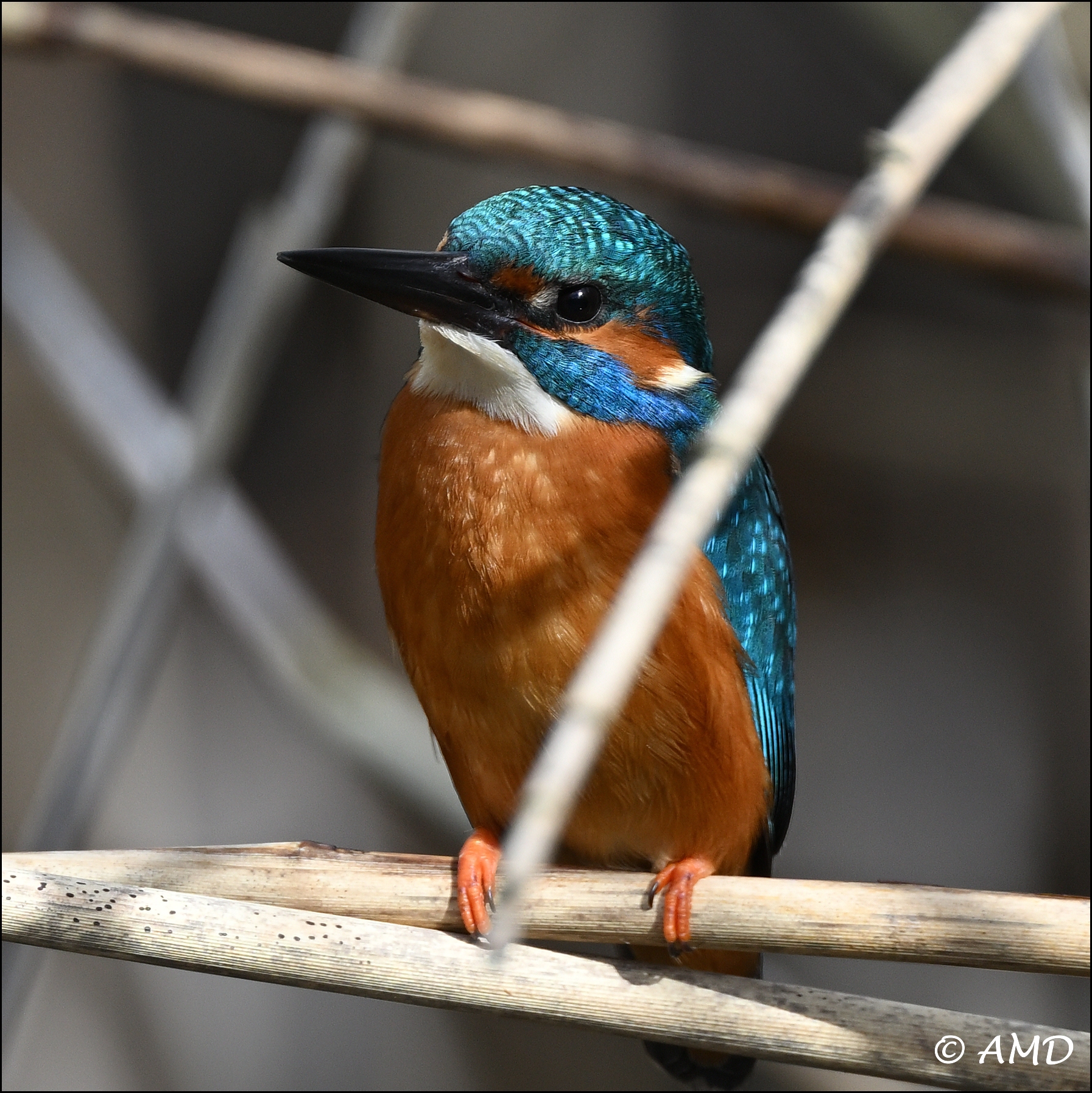 Kingfisher