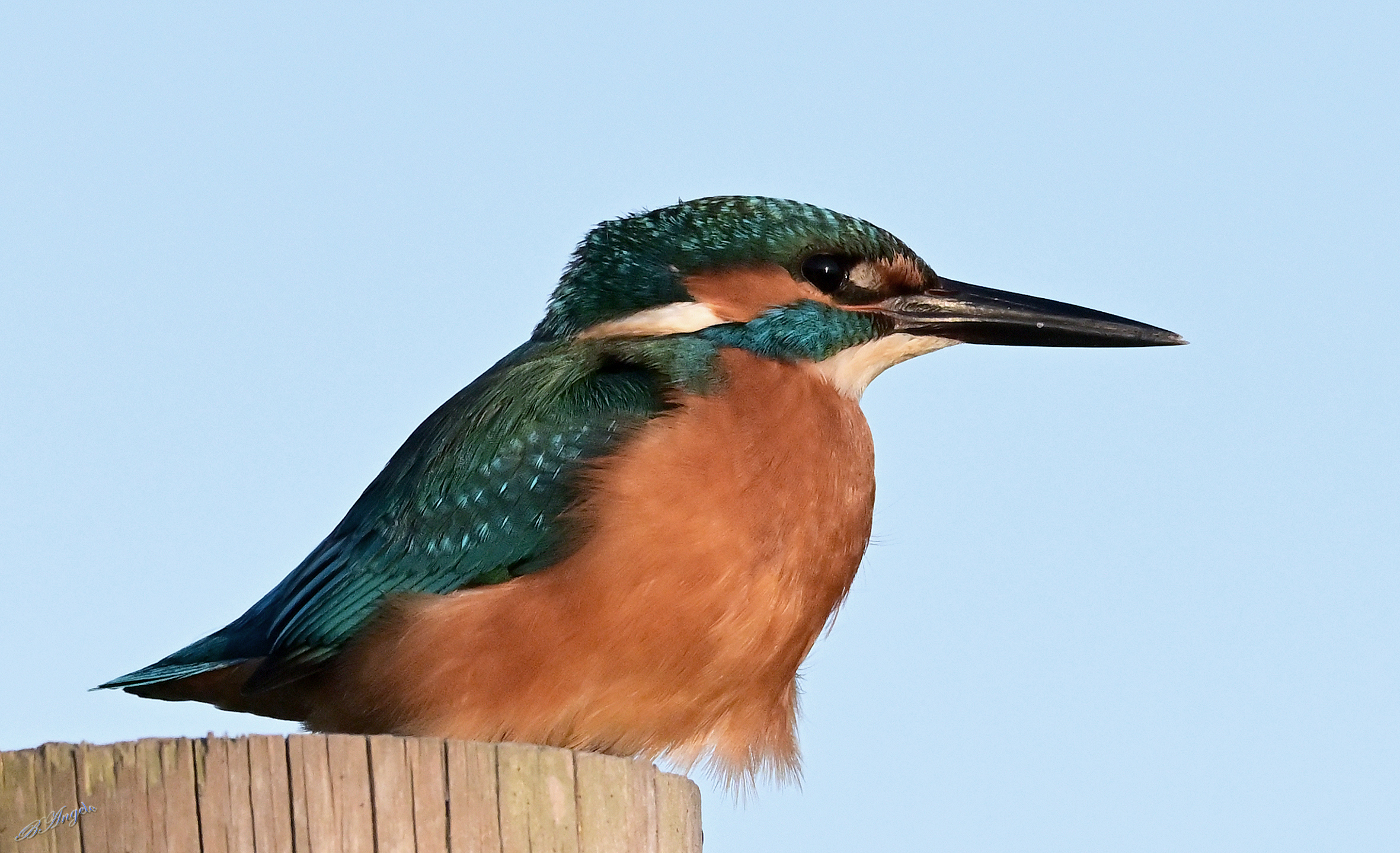 " Kingfisher (f) "