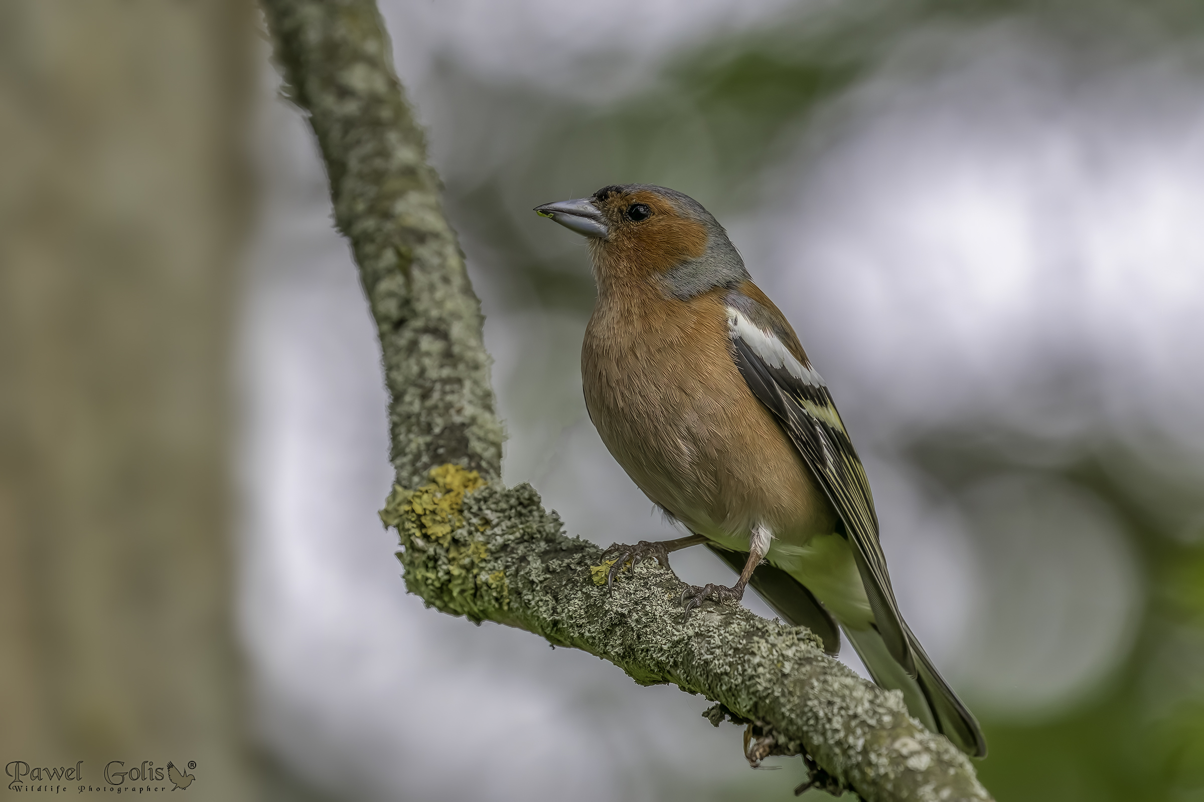 Fringuello comune (Fringilla coelebs)