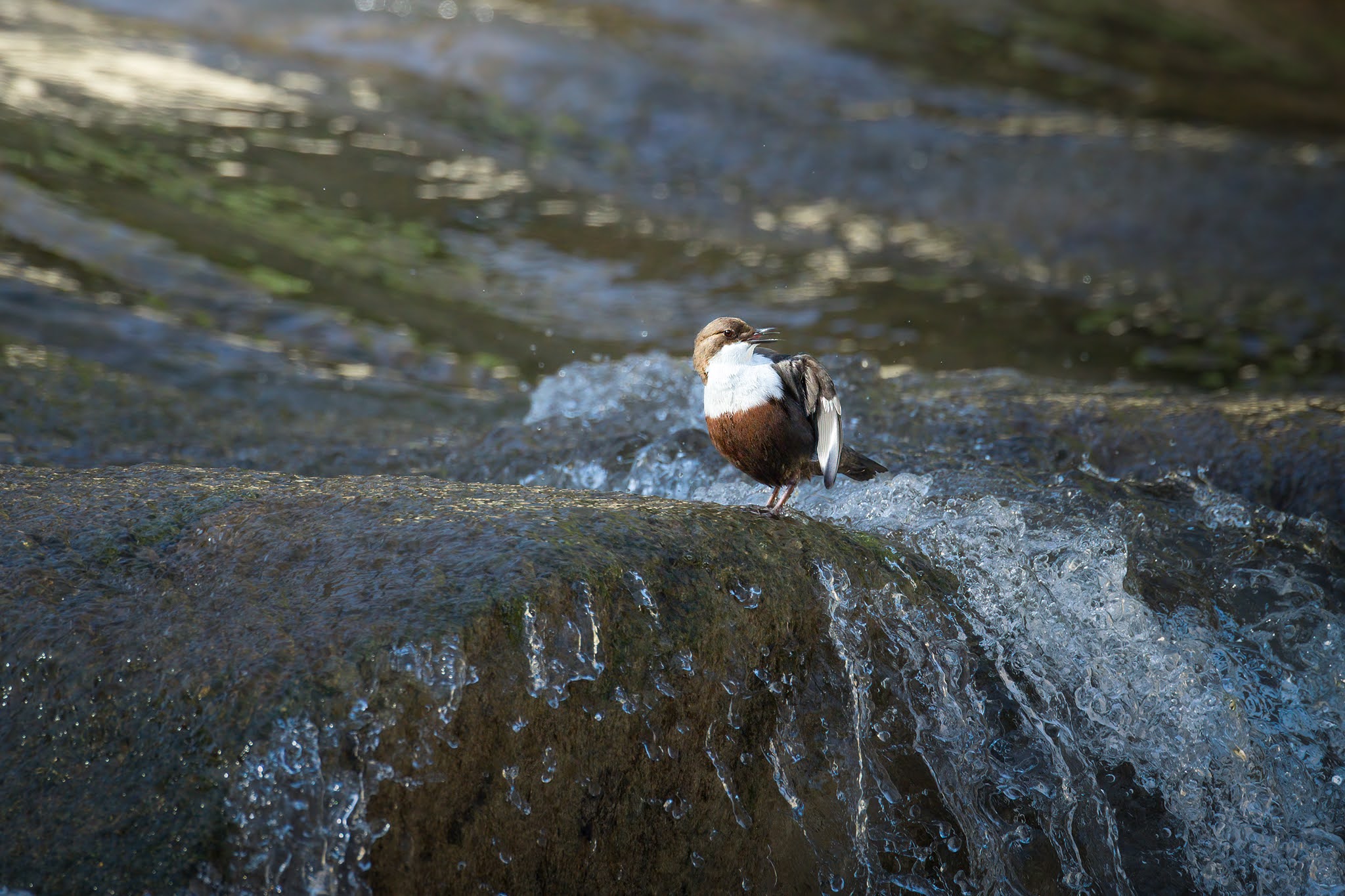 White-throated dipper
