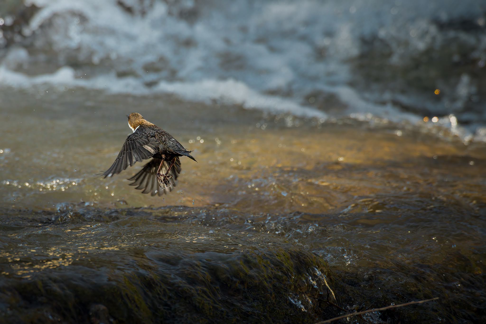 In flight