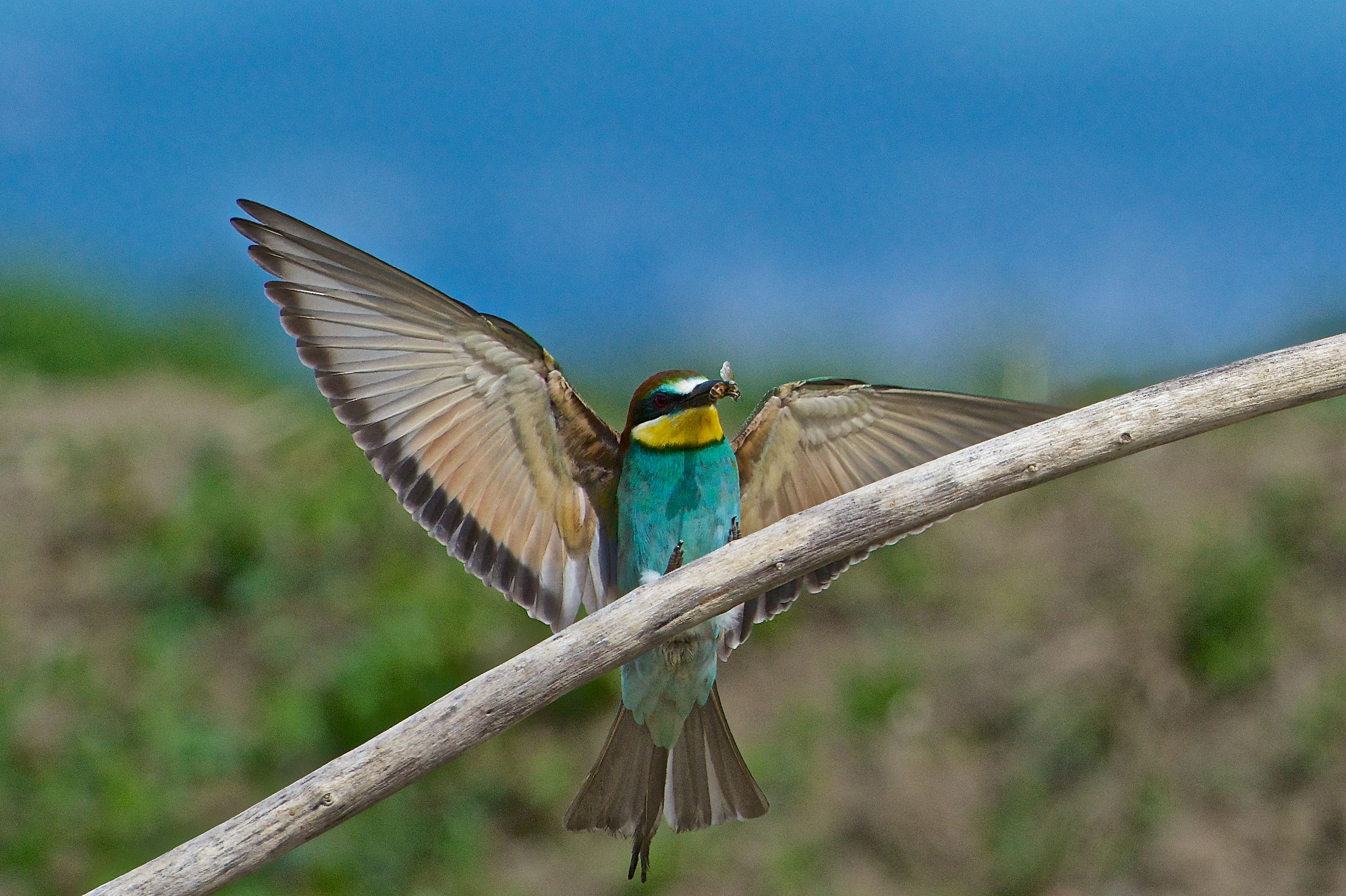 2013 Isola della Cona, bee-eaters
