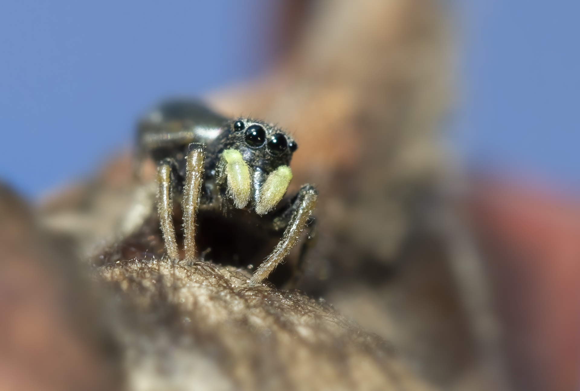 Heliophanus cupreus