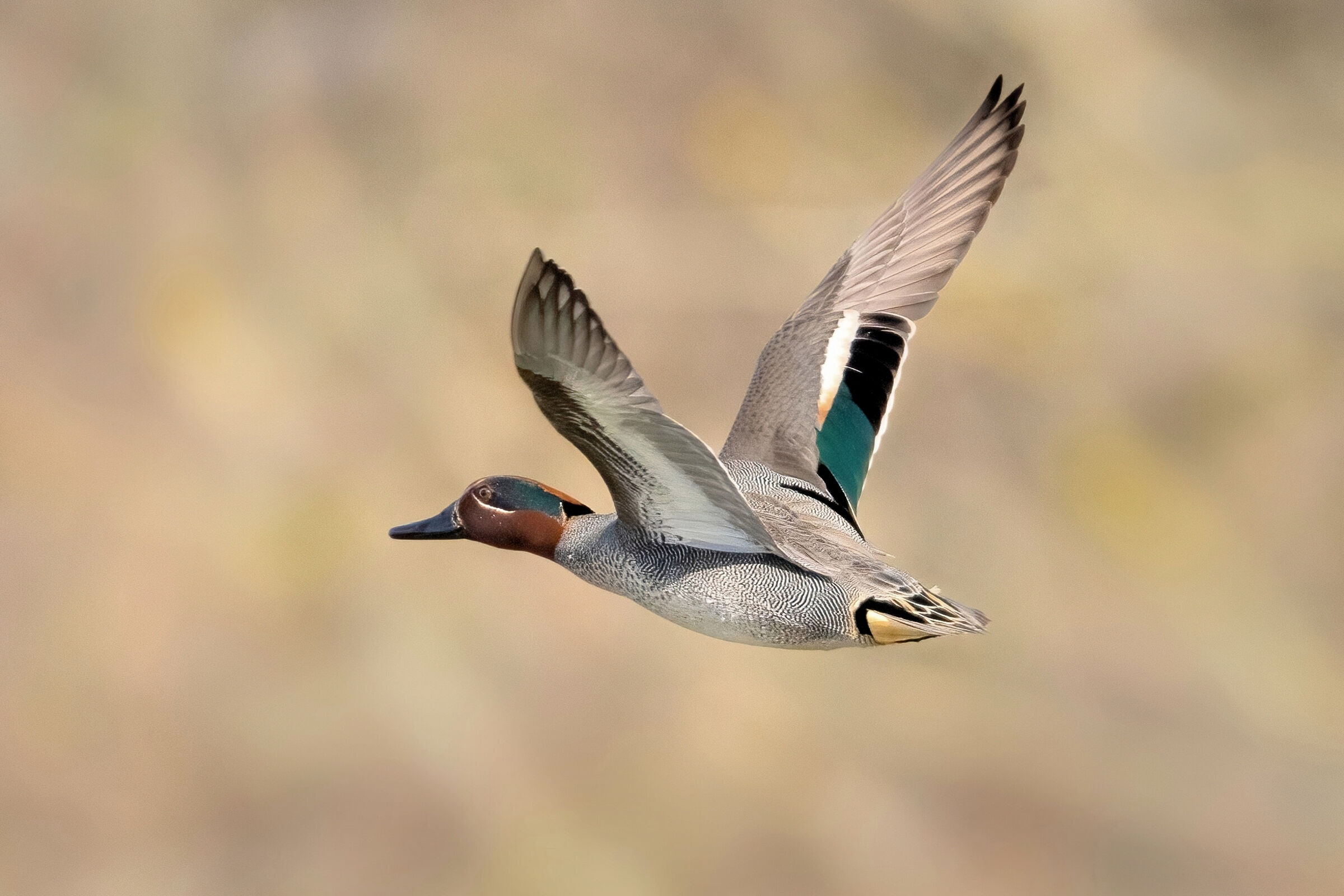 Alzavola Europea (Anas Crecca) maschio