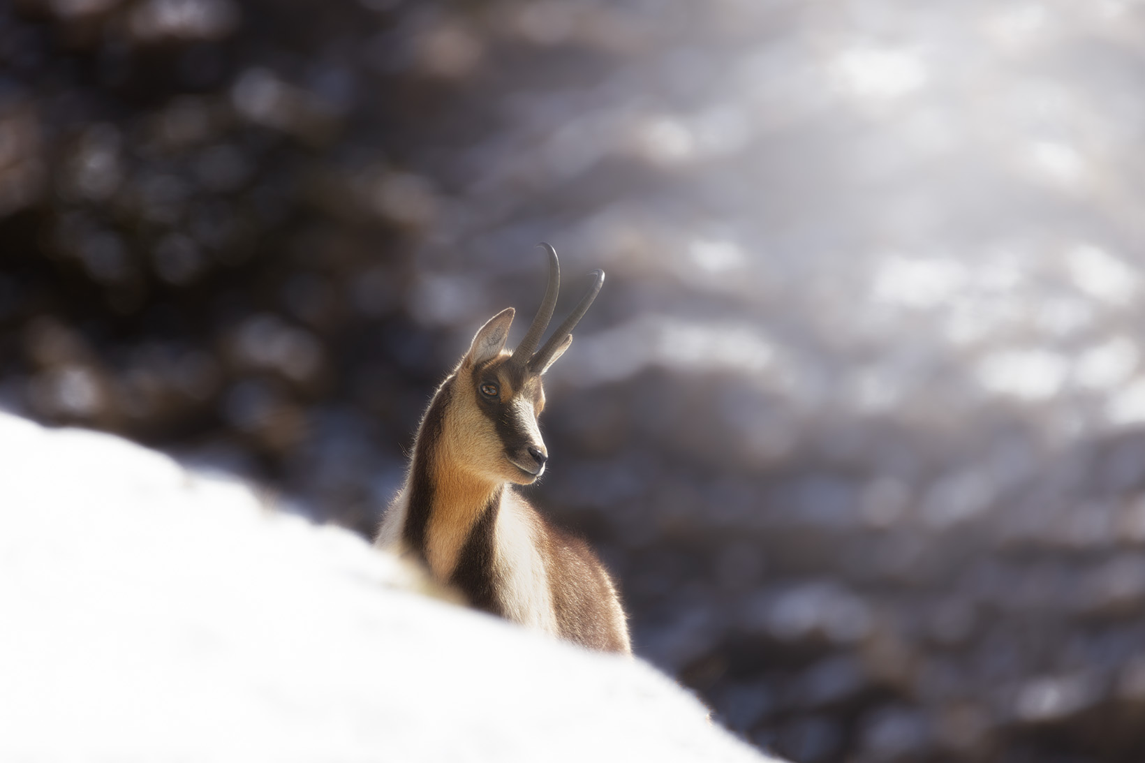 Camoscio appenninico