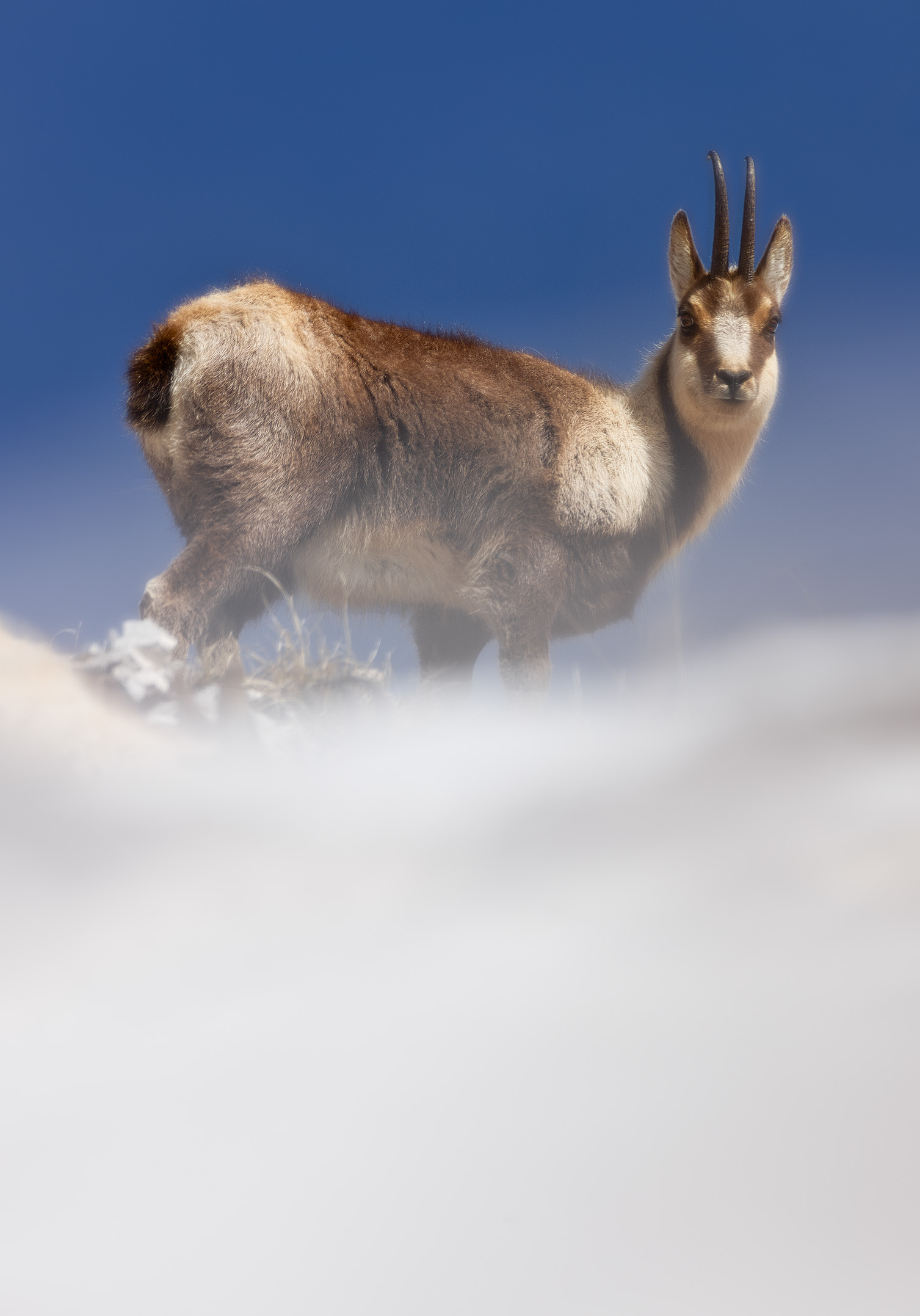 Camoscio appenninico