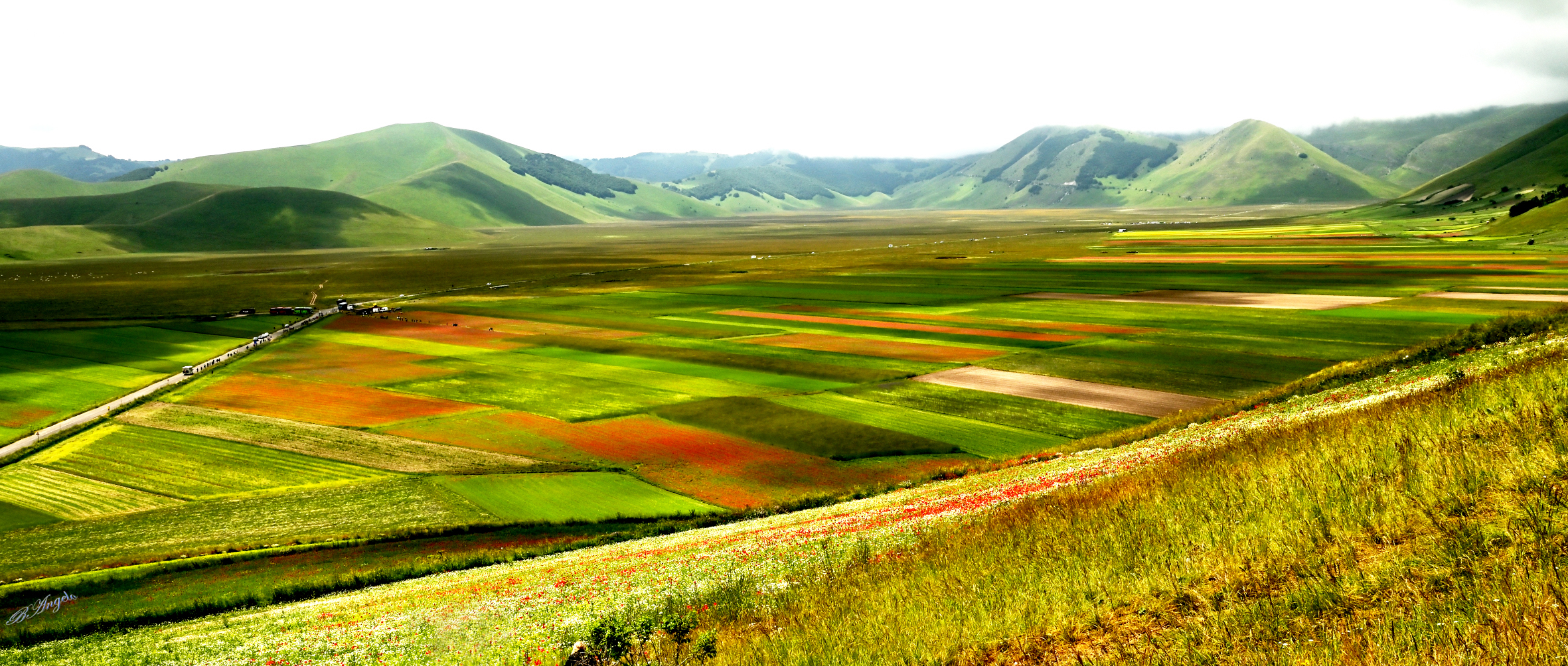 " la fioritura "  (Castelluccio di Norcia)