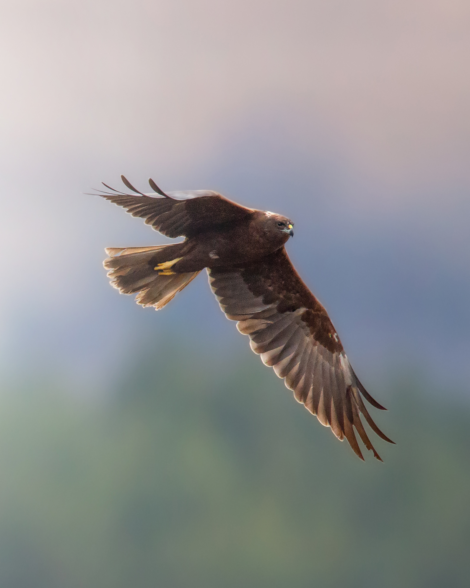 Falco di Palude Maschio