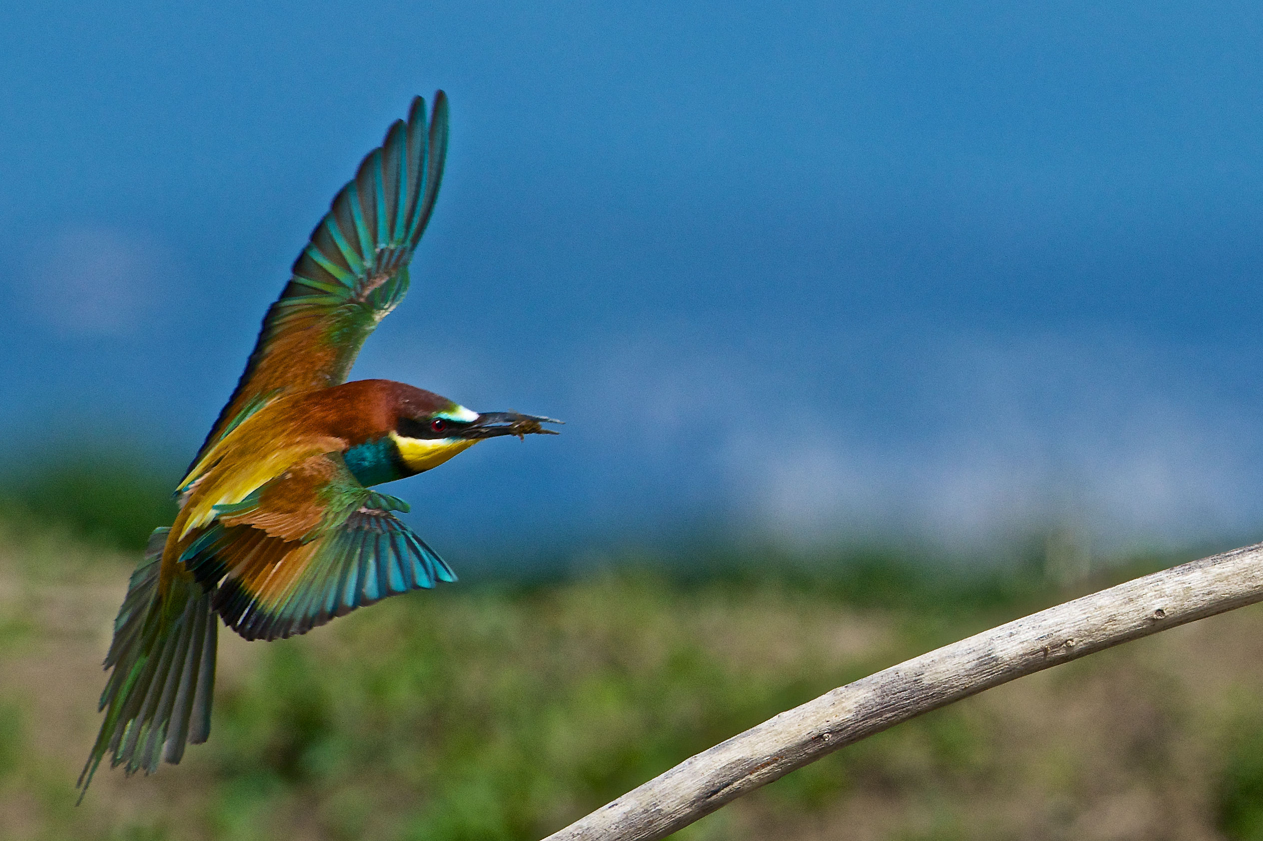 2013 Isola della Cona, bee-eaters