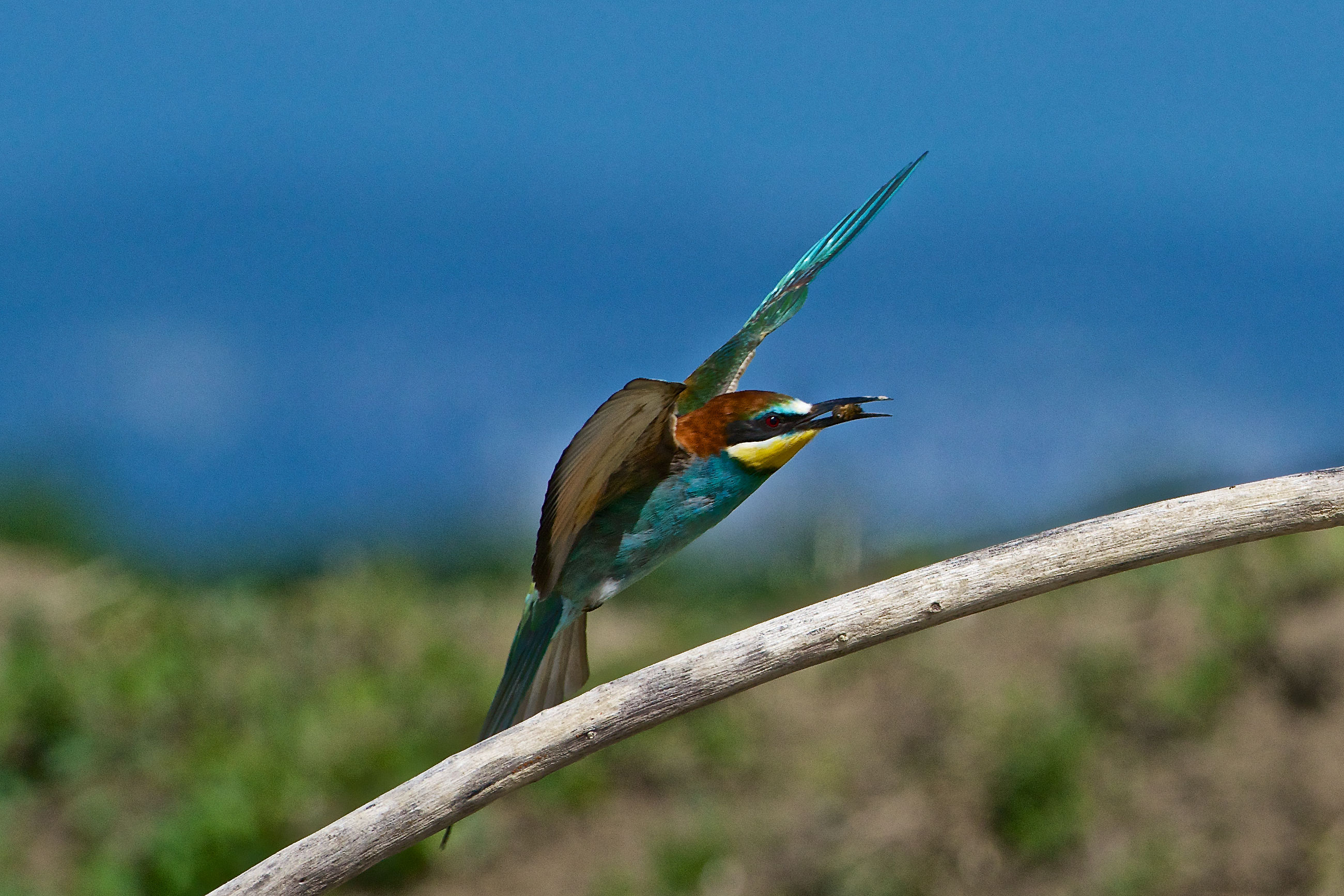 2013 Isola della Cona, bee-eaters