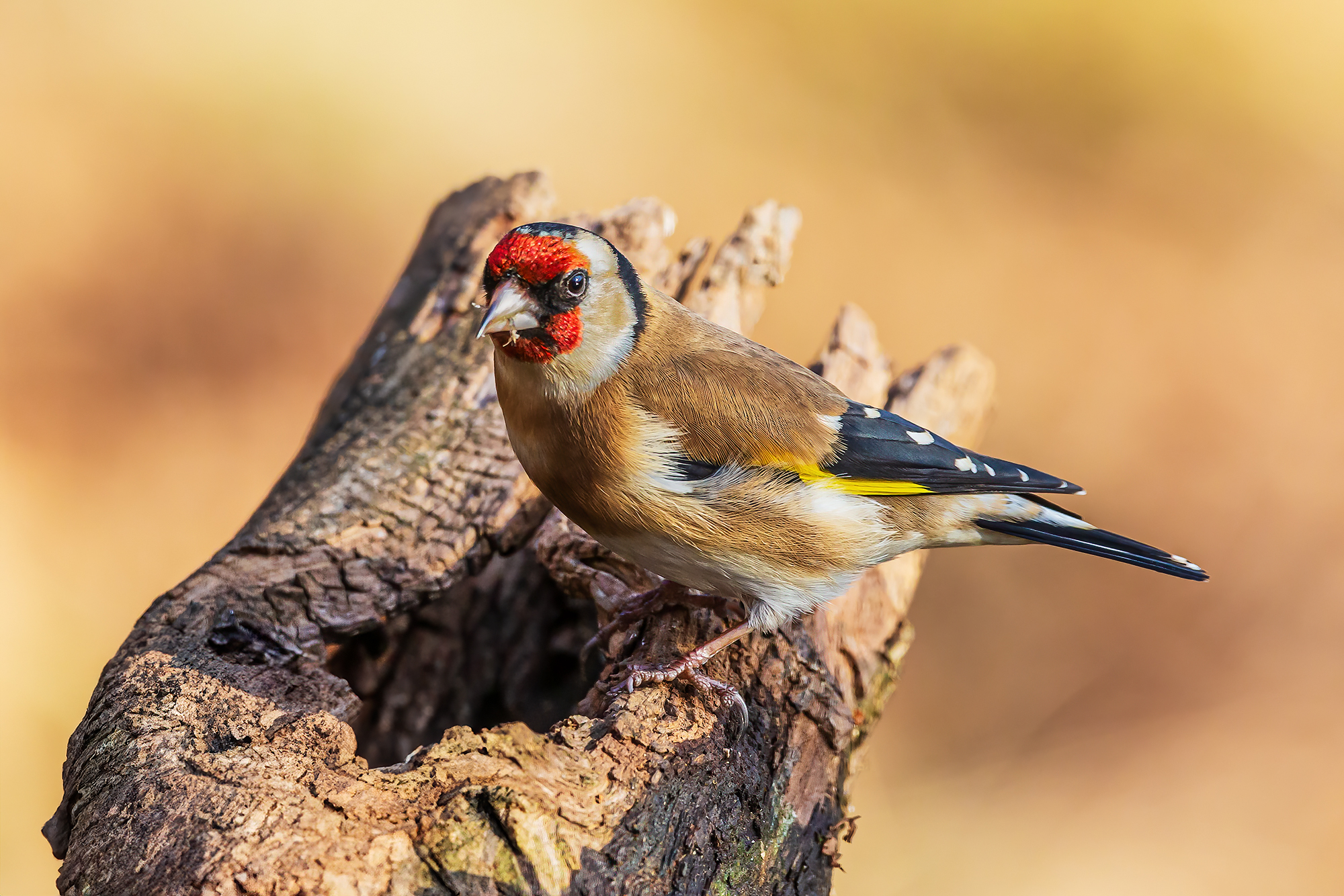 Goldfinch