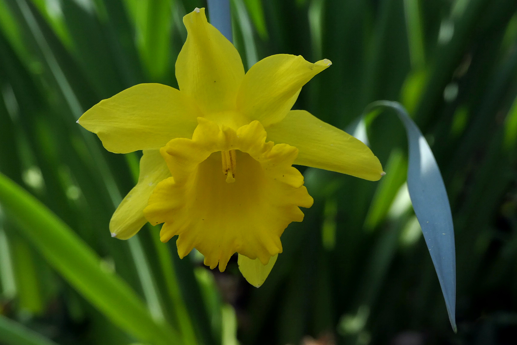 Narciso