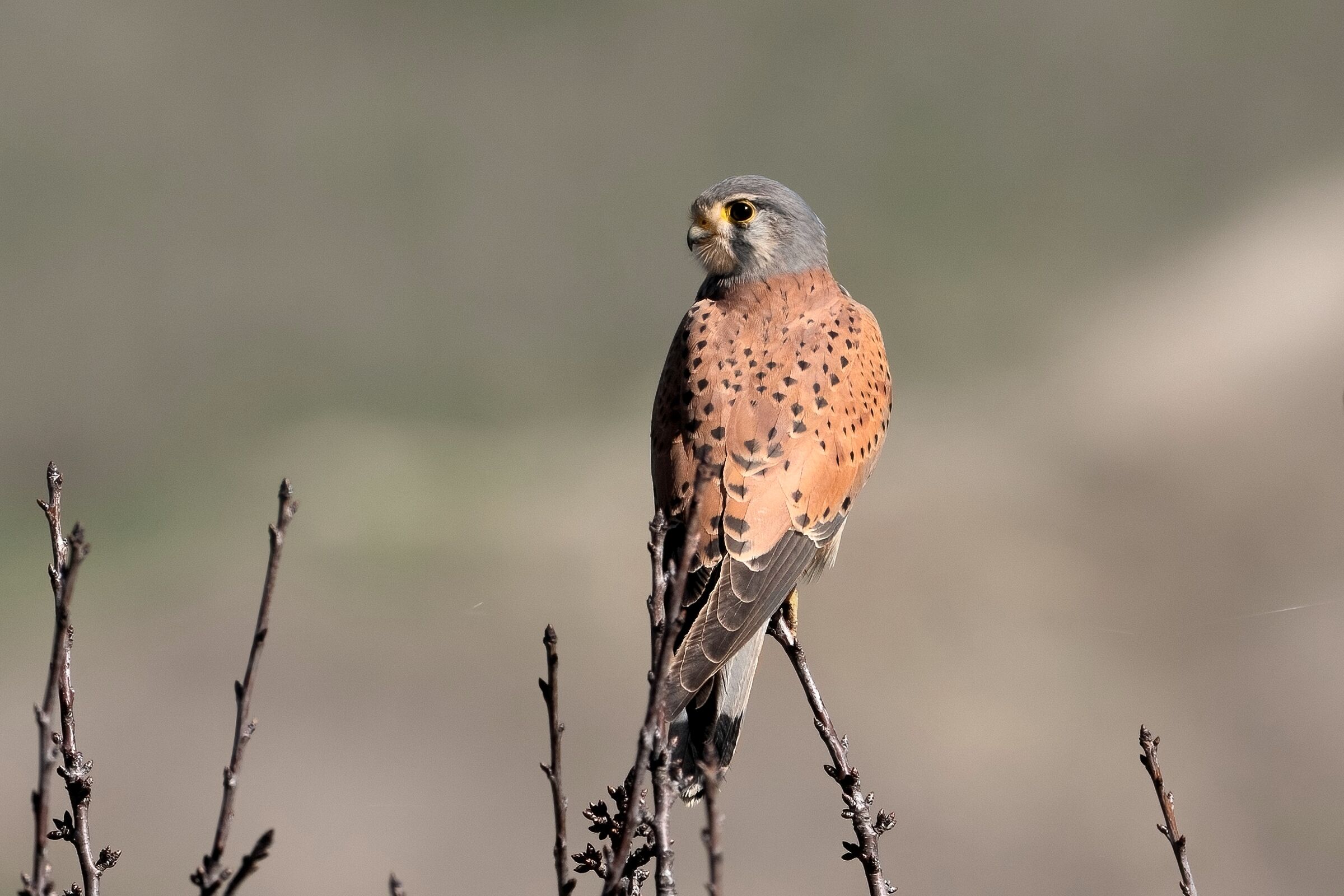 Kestrel (Falco tinnunculus)