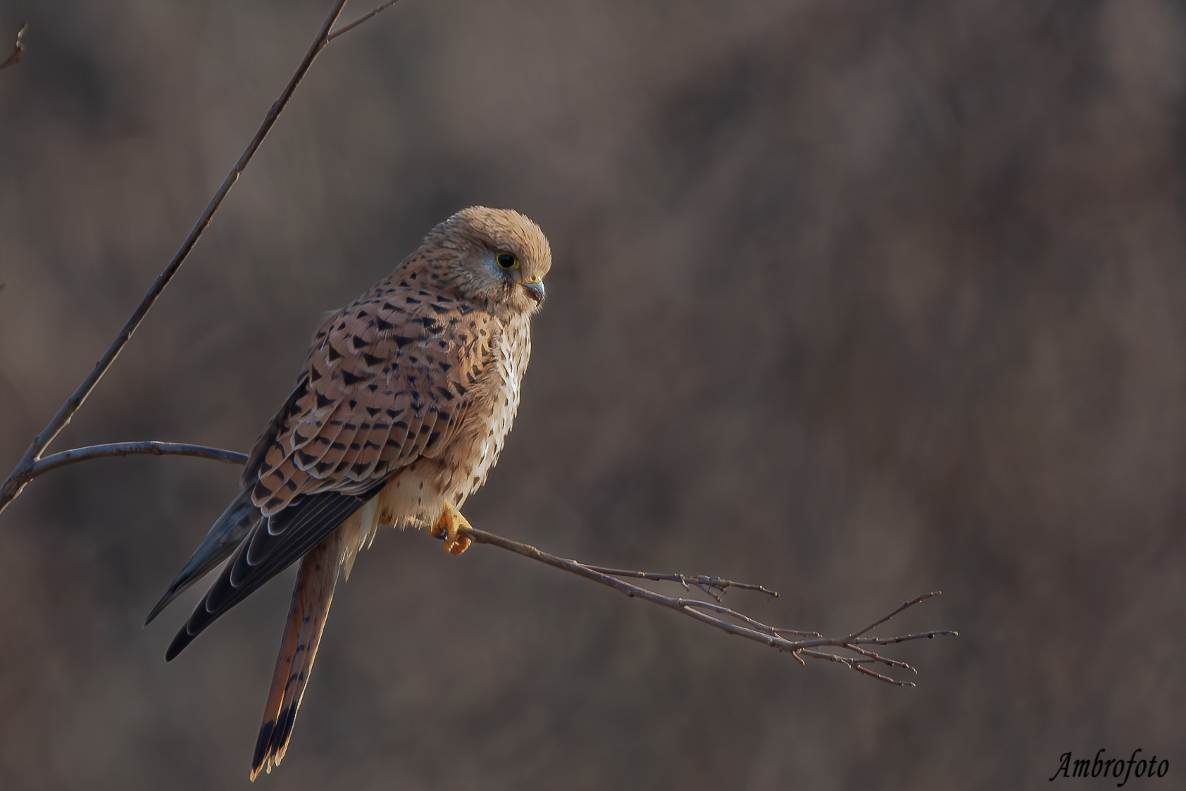 Posing (kestrel f)