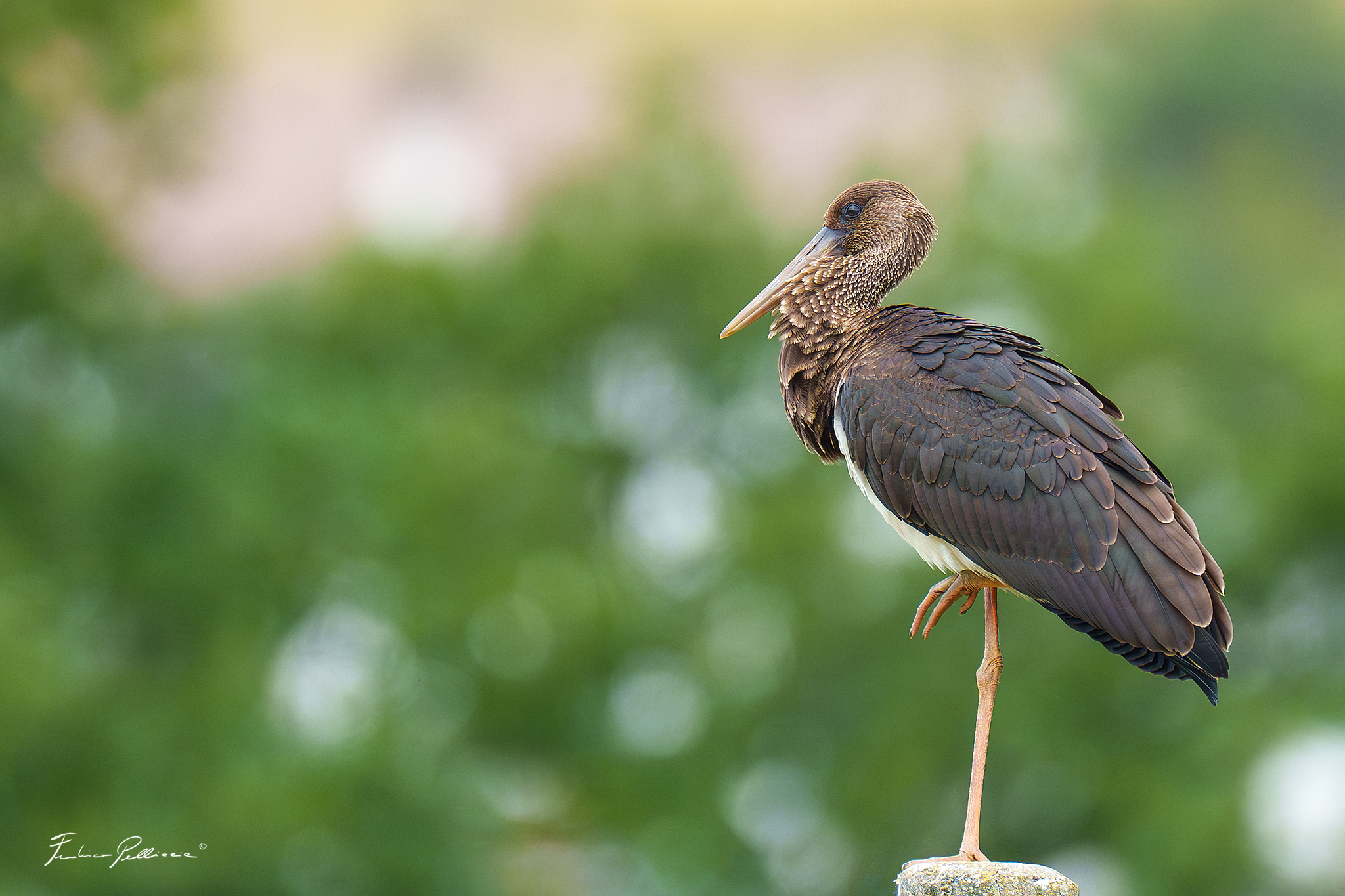 Black Stork