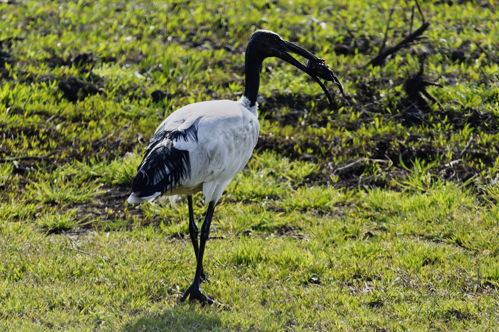 Ibis spuntino