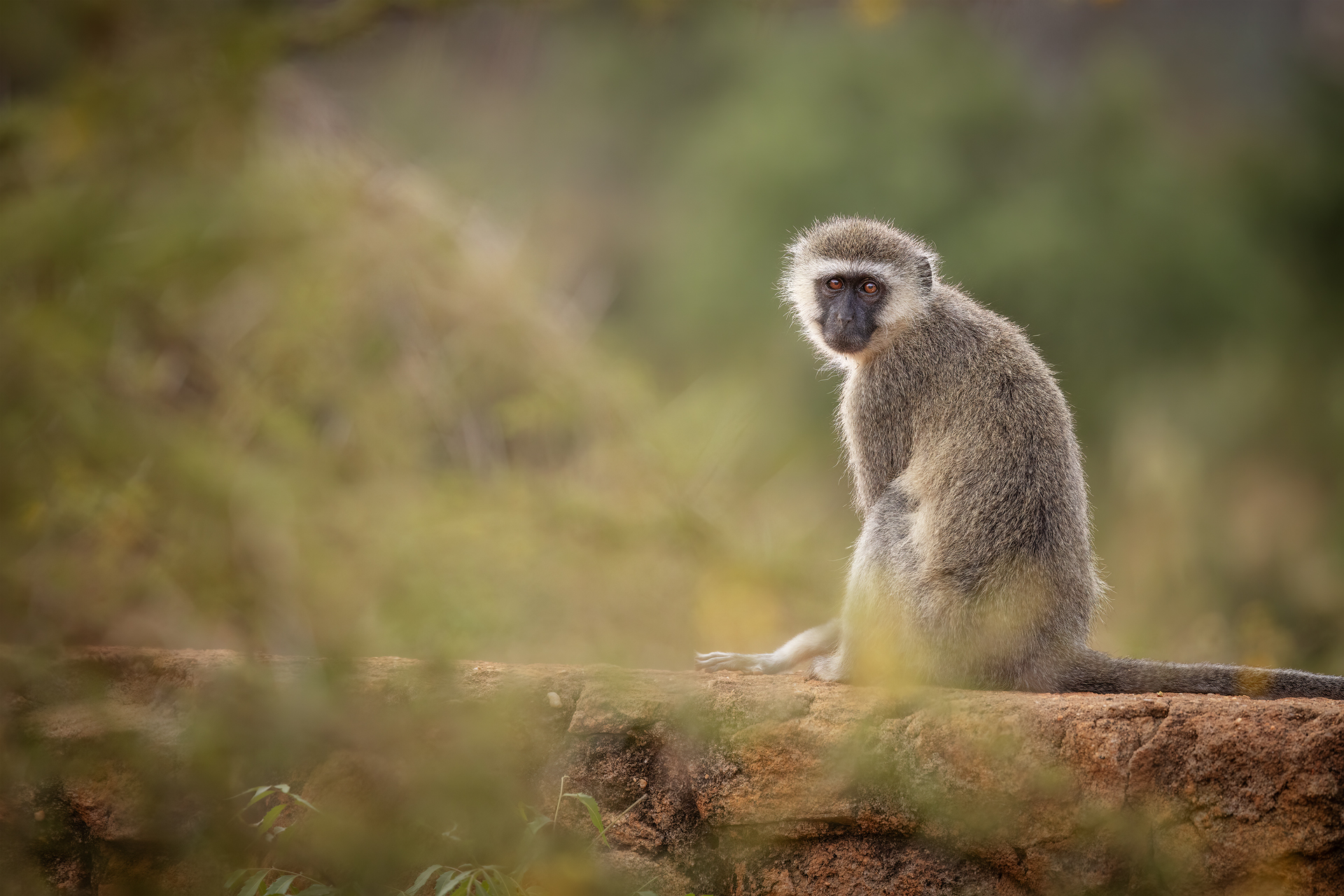Vervet Monkey