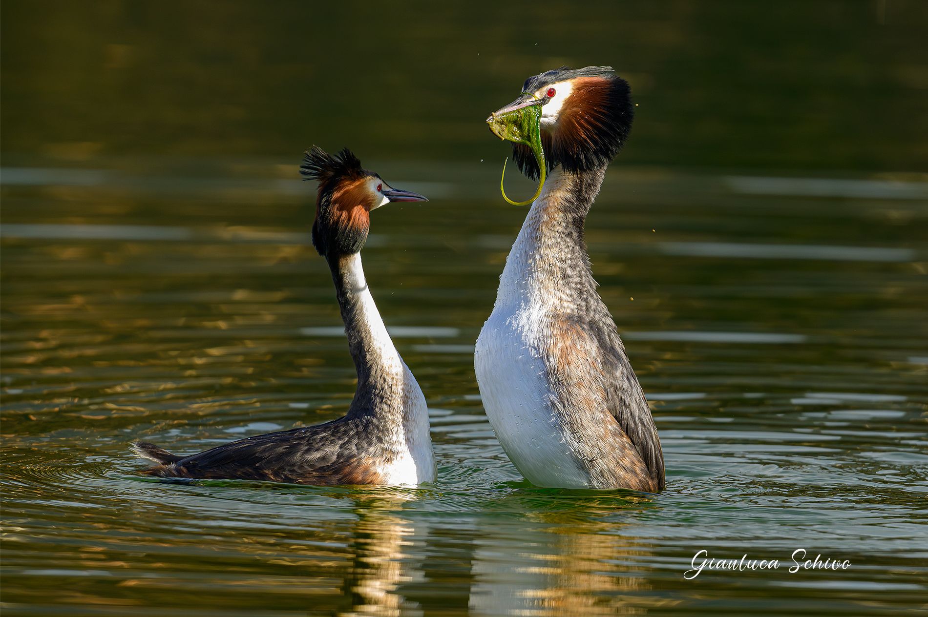 Grebes