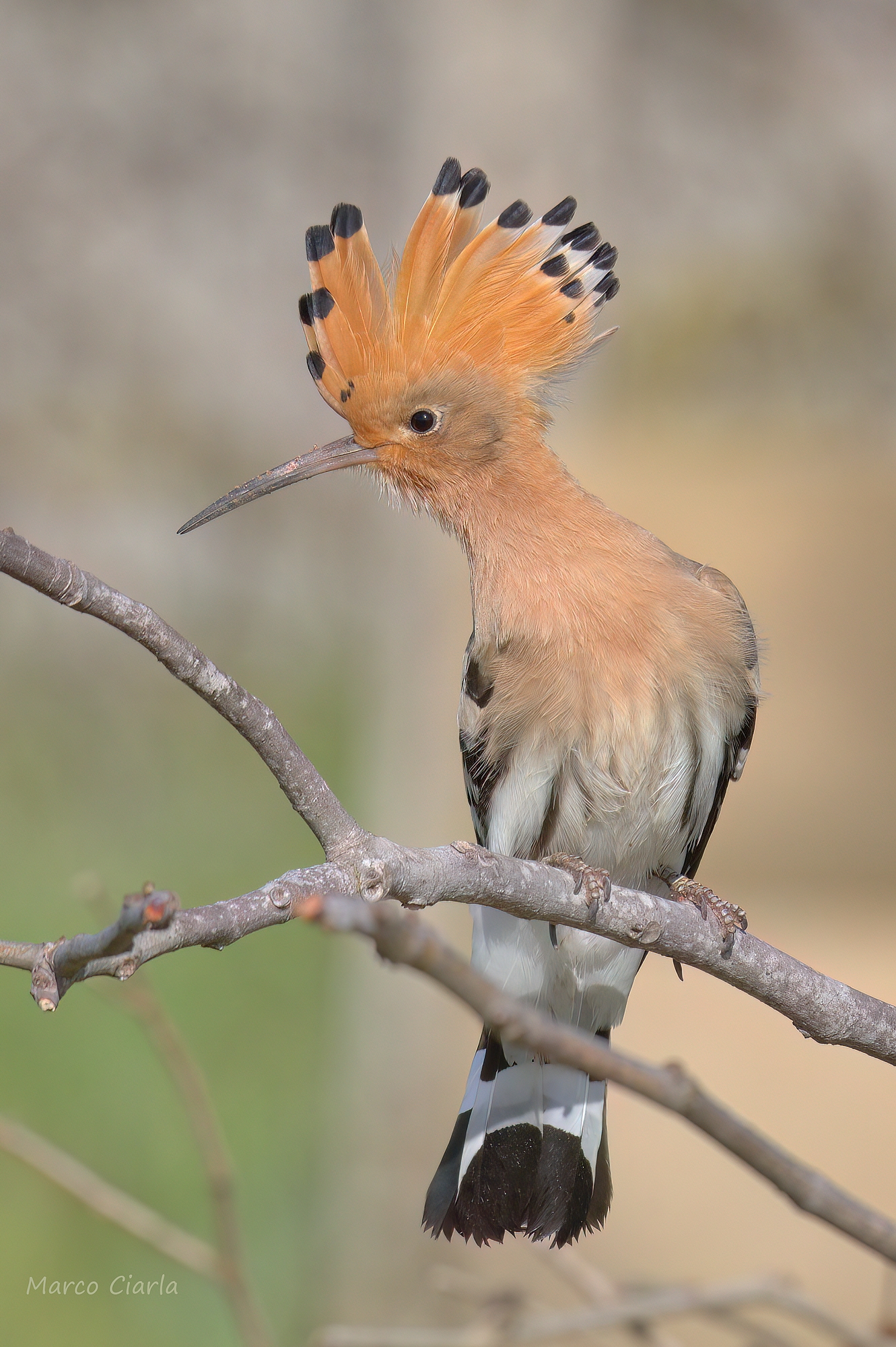 Upupa  (Upupa epops)