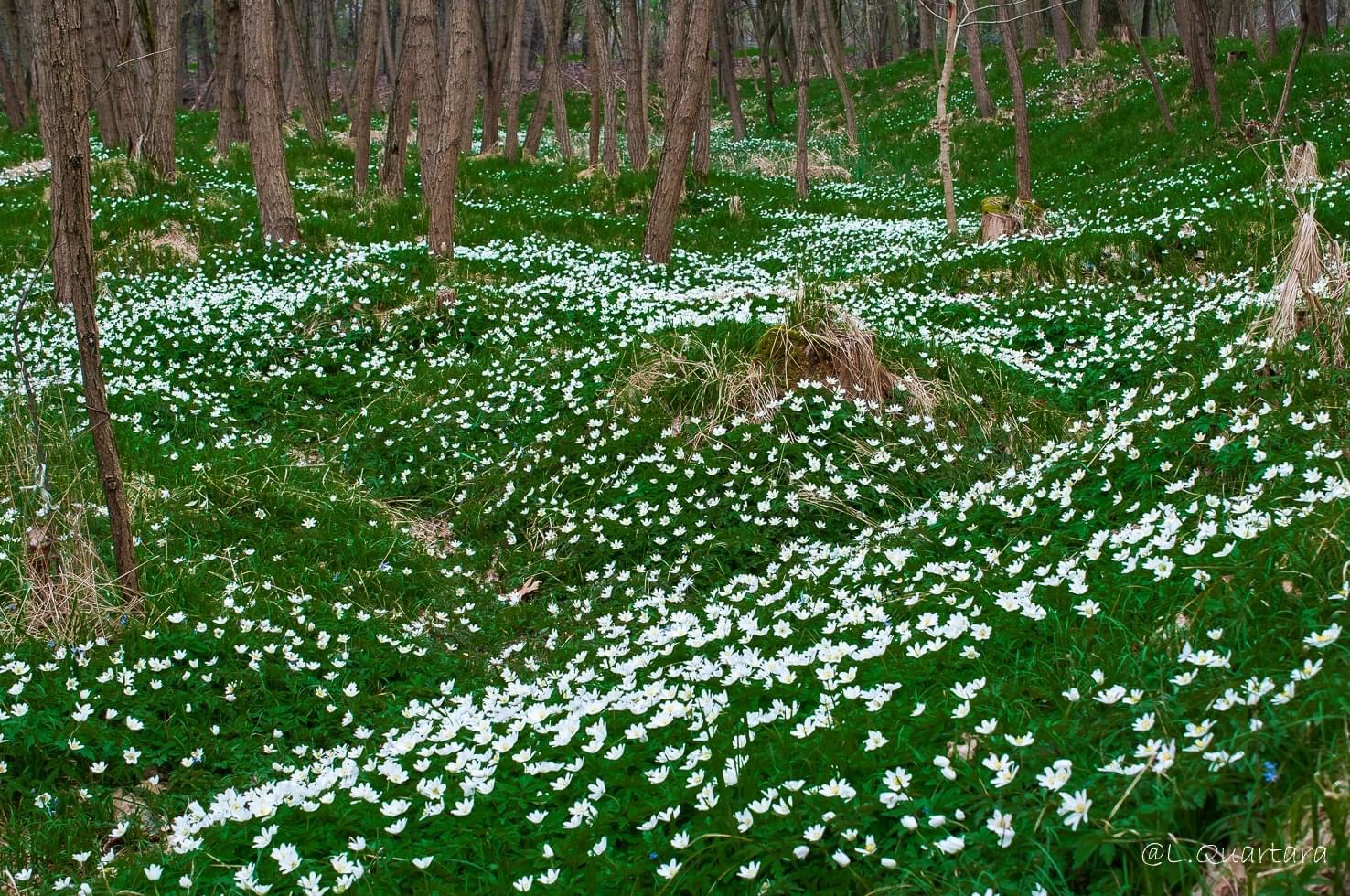 Fioritura nel sottobosco