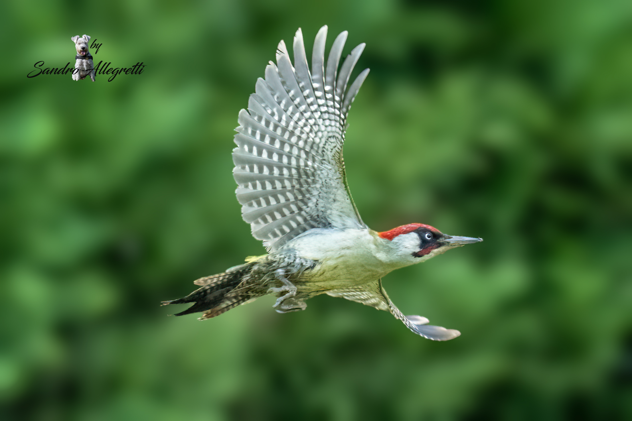 The Green Woodpecker (Picus viridis)
