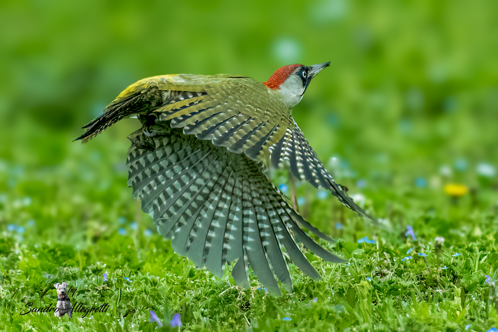 The Green Woodpecker (Picus viridis)