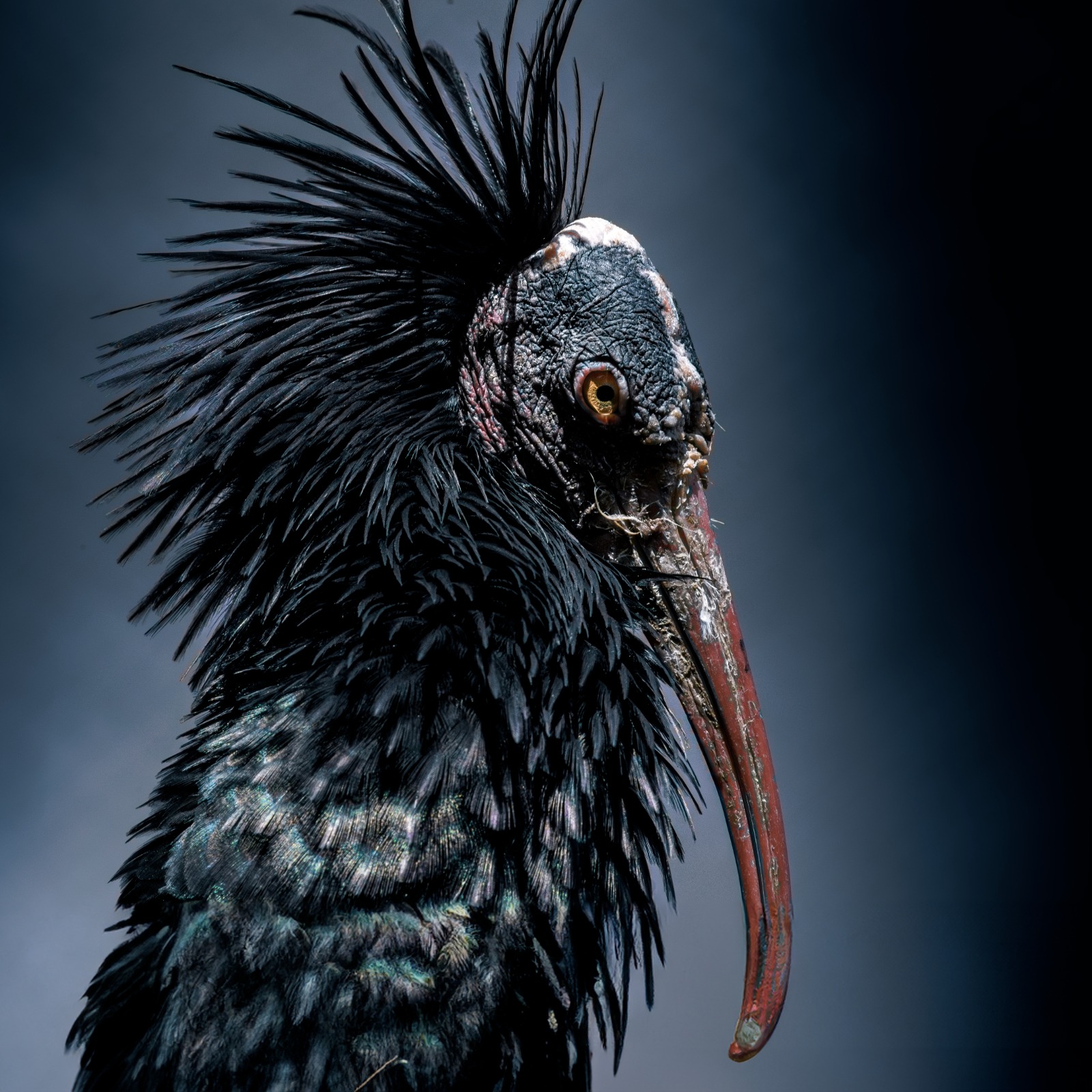 Northern Bald Ibis