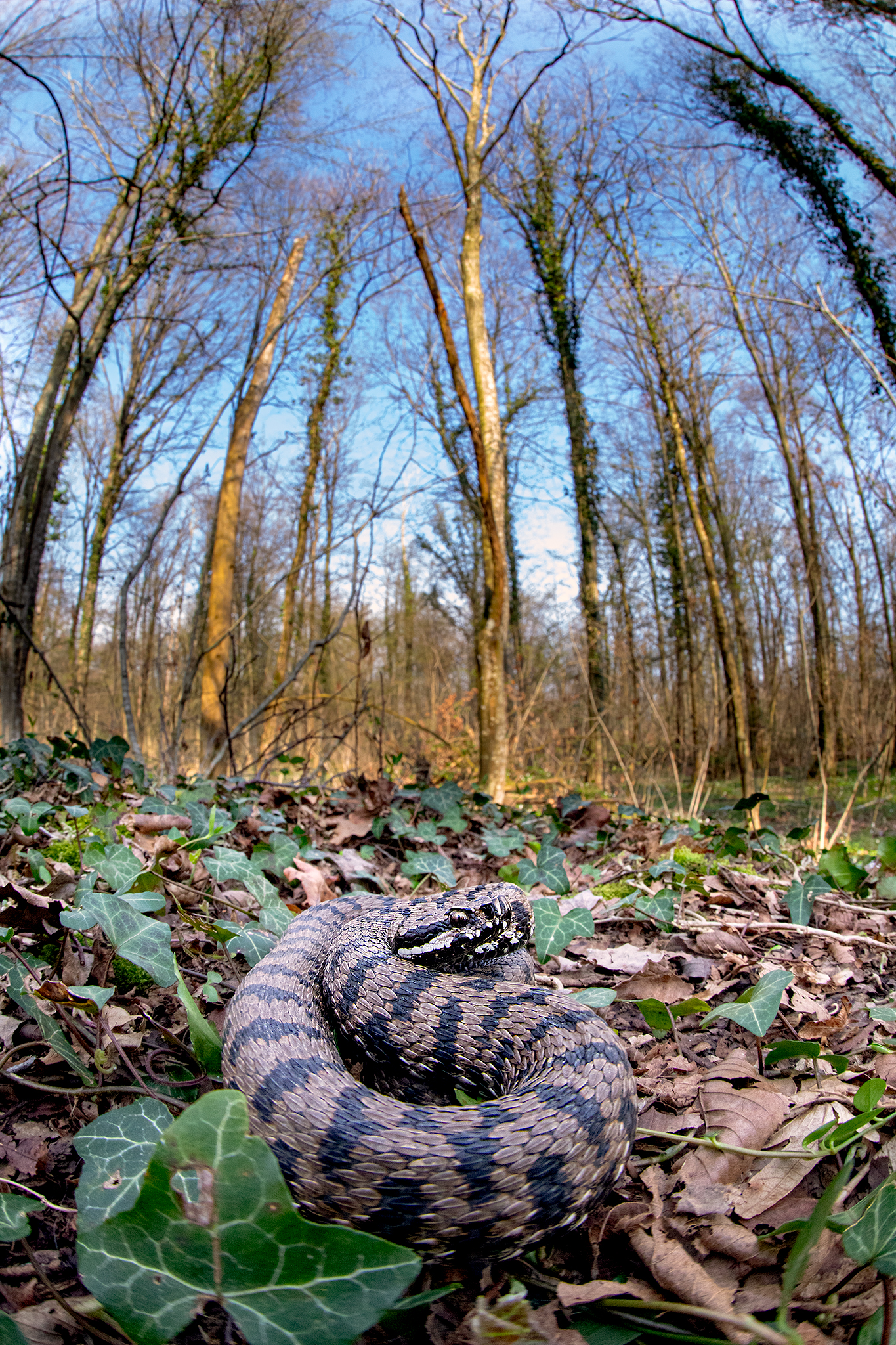 Vipera aspis francisciredi