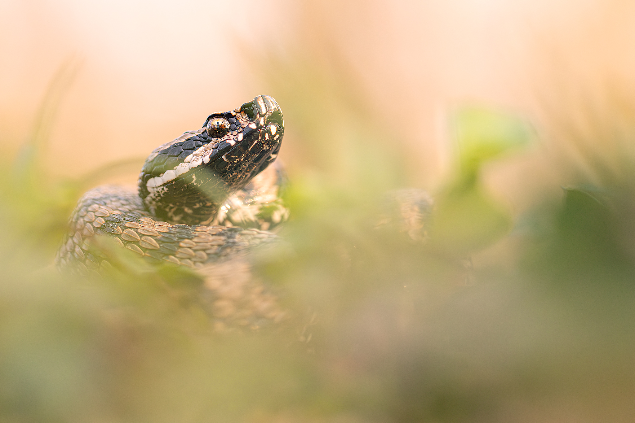 Vipera aspis francisciredi