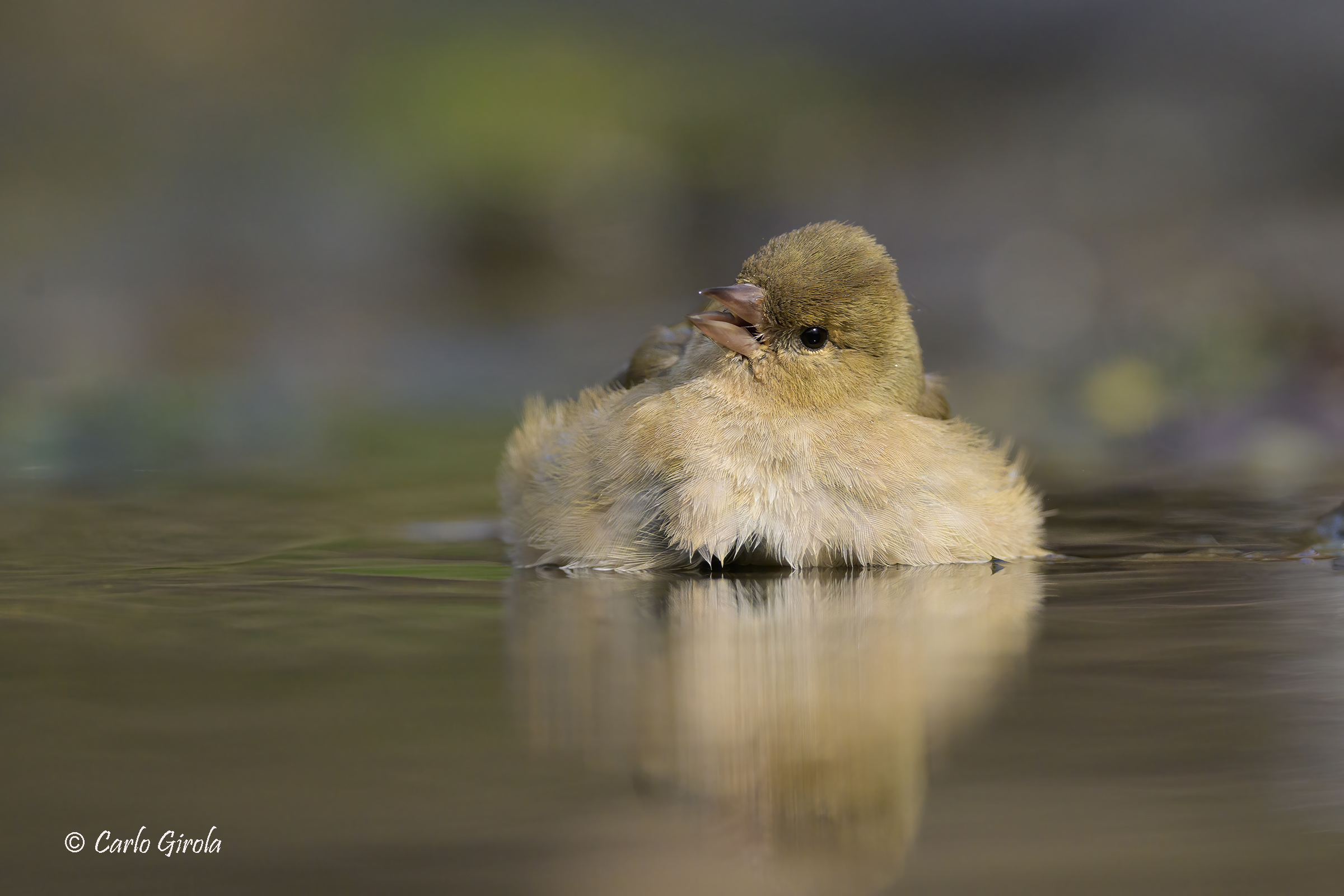 Fringuello (Fringilla coelebs)