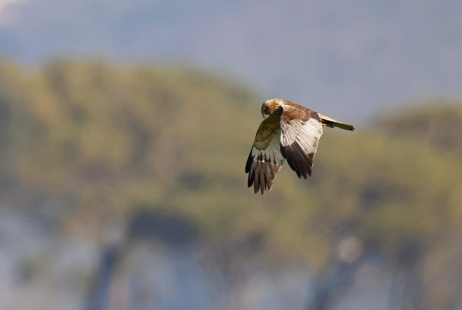 falco di Palude Maschio