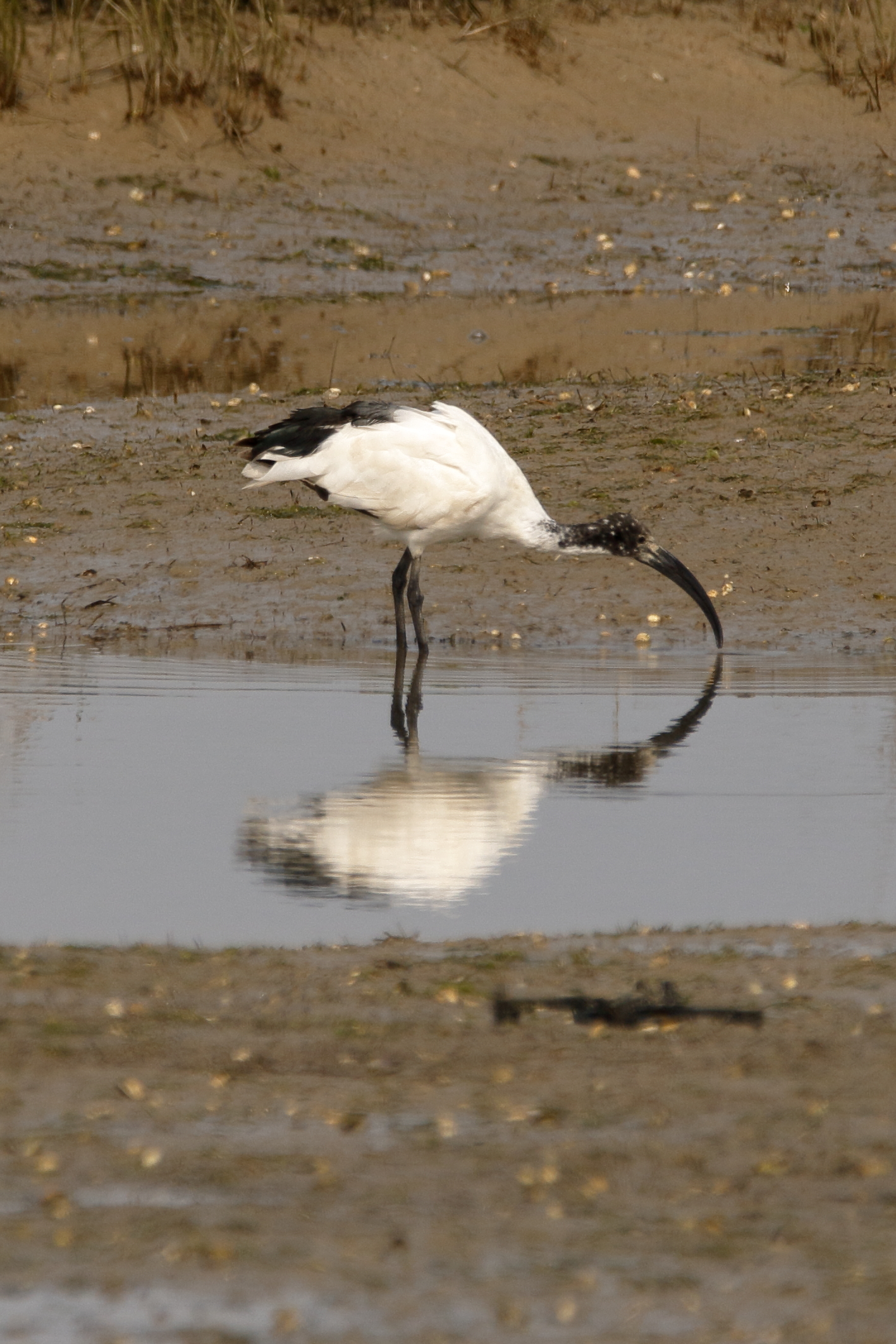 Ibis