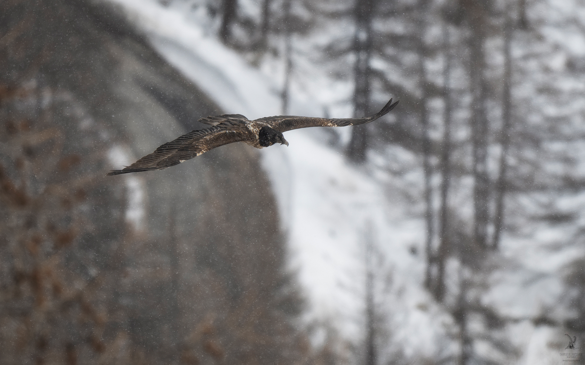 Bearded vulture juv.