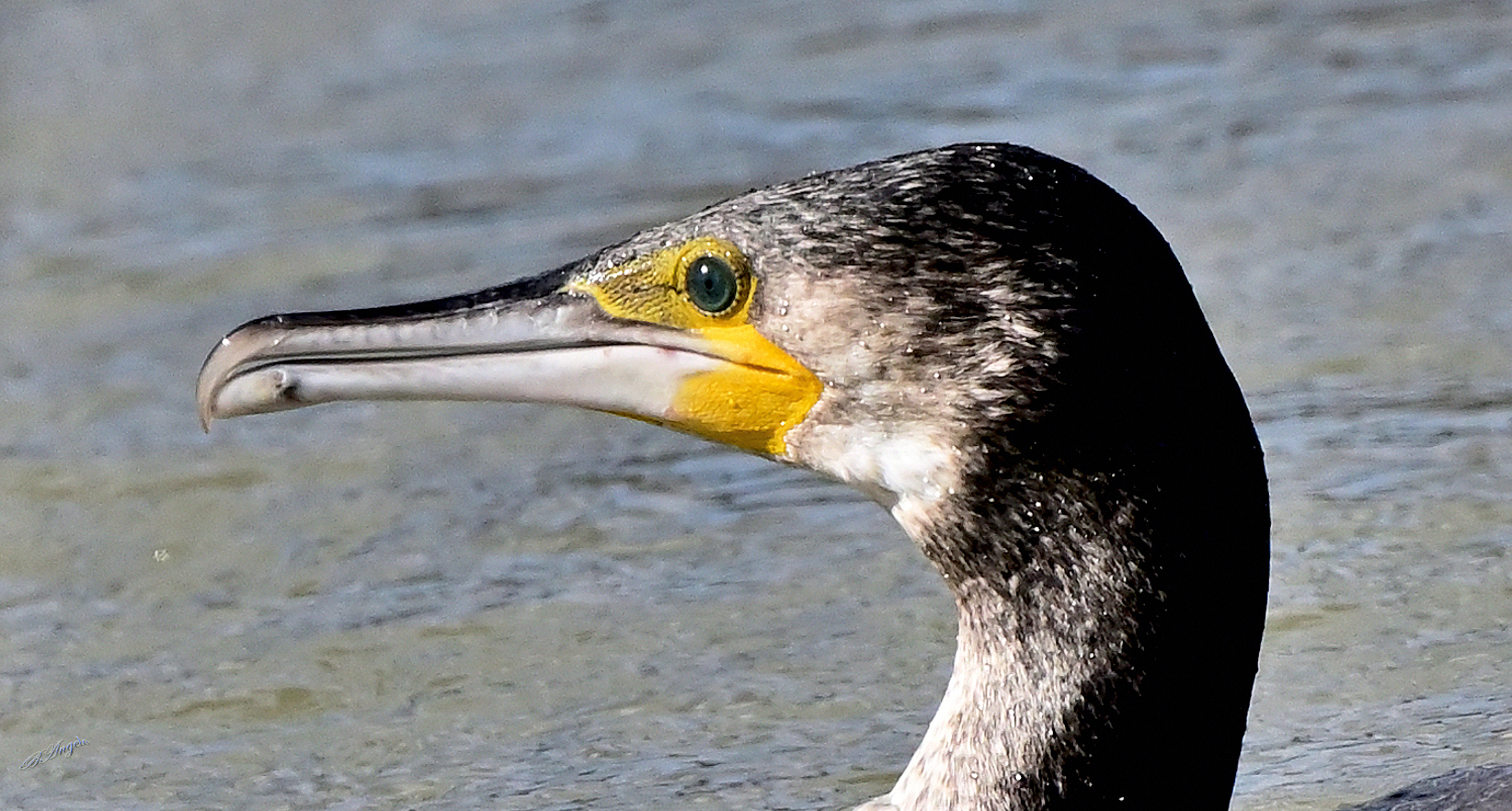 " Portrait " Cormorant