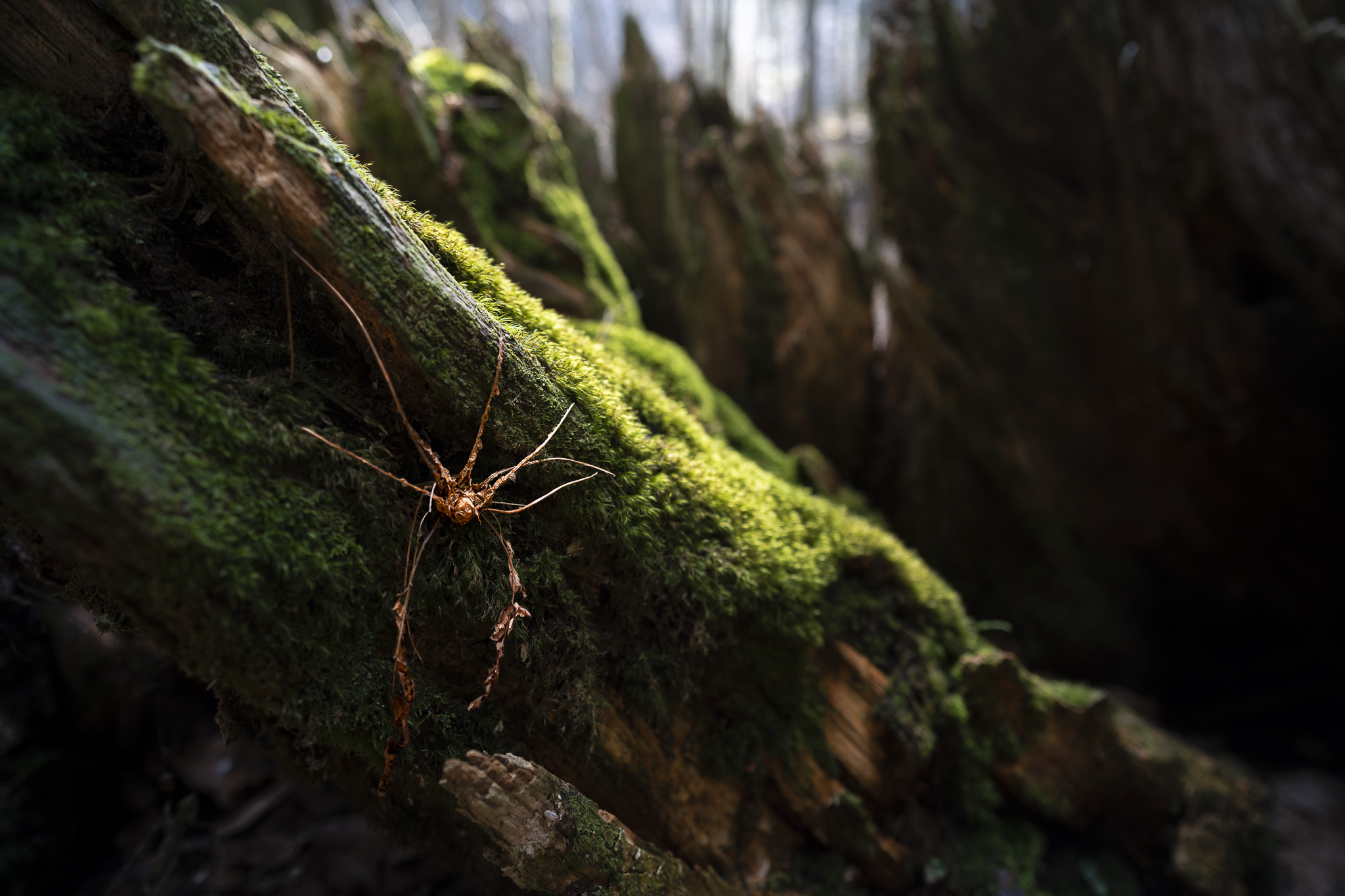 Stump in the undergrowth