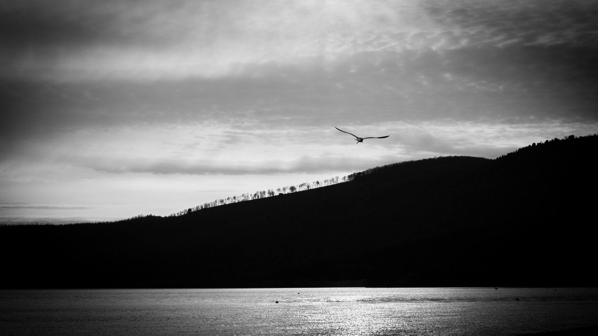 Volare